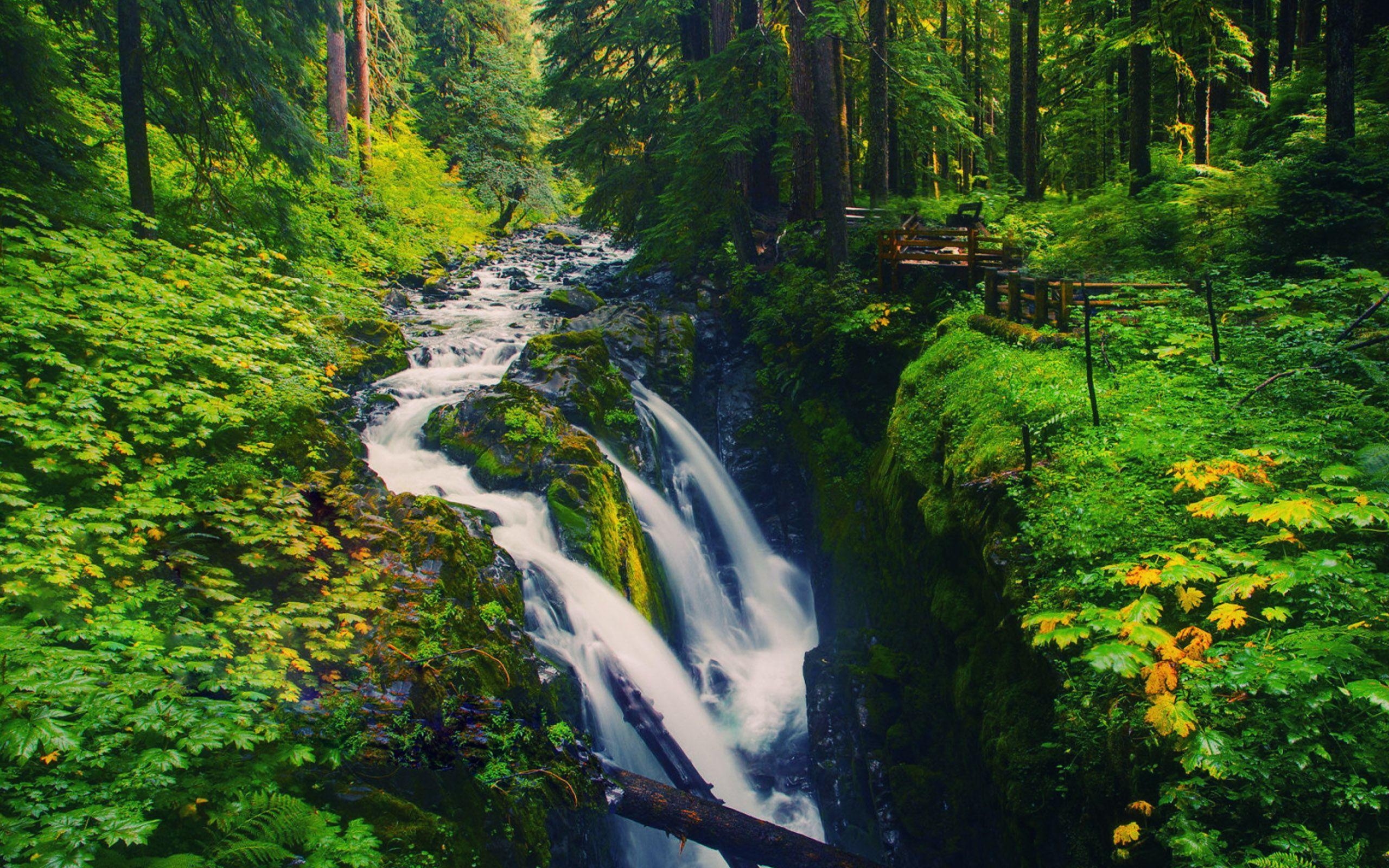 2560x1600 Olympic National Forest Wallpaper, Olympic National Forest Full, Desktop