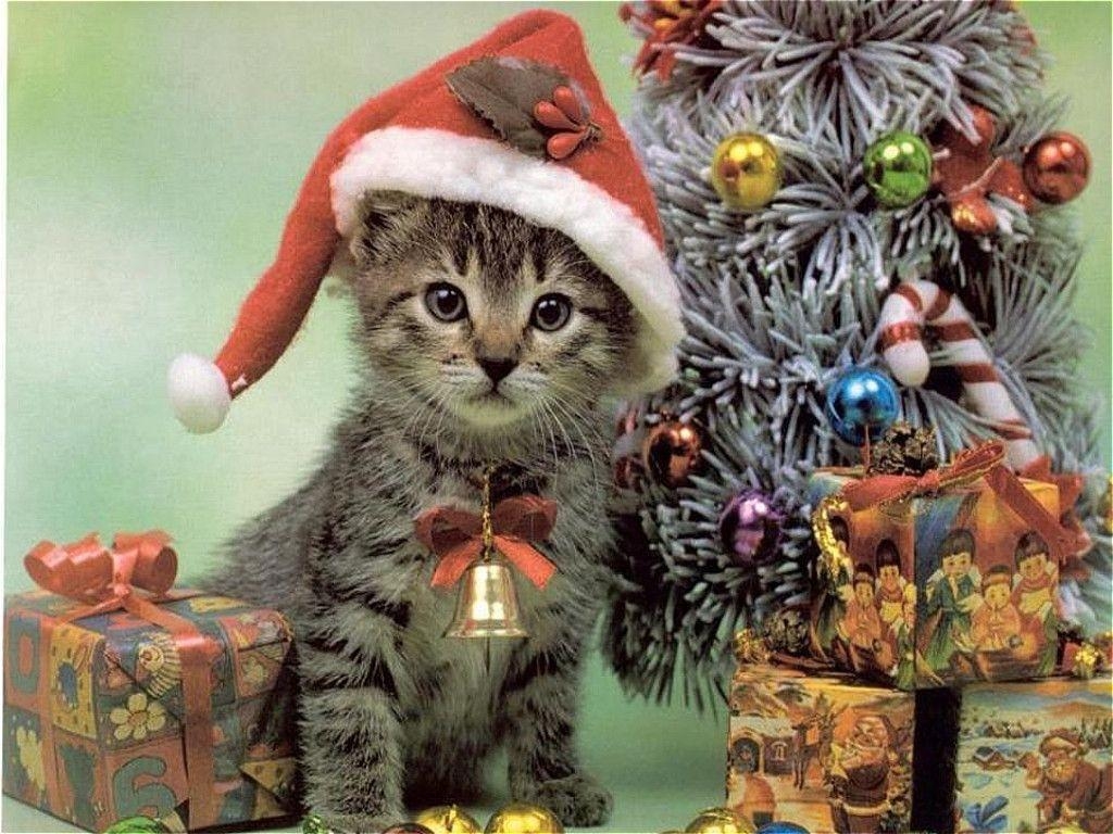 1030x770 cat wallpaper free: Christmas Cat Wallpaper, Desktop