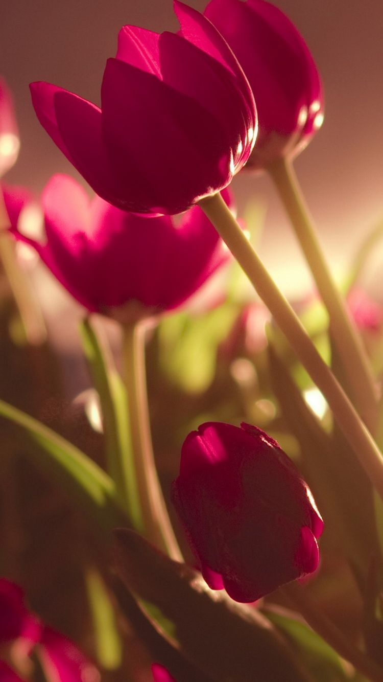 750x1340 Tulip Wallpaper for iPhone, Phone