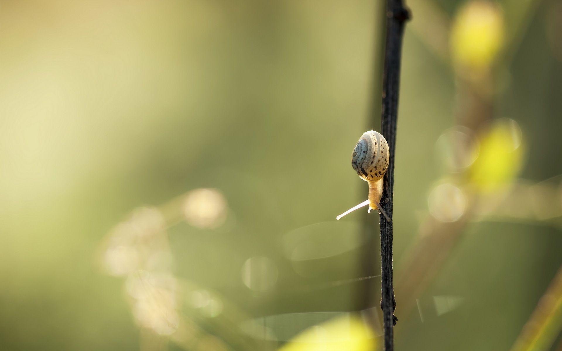 1920x1200 Gallery For: Snail Wallpaper, Snail Wallpaper, HQ Snail, Desktop