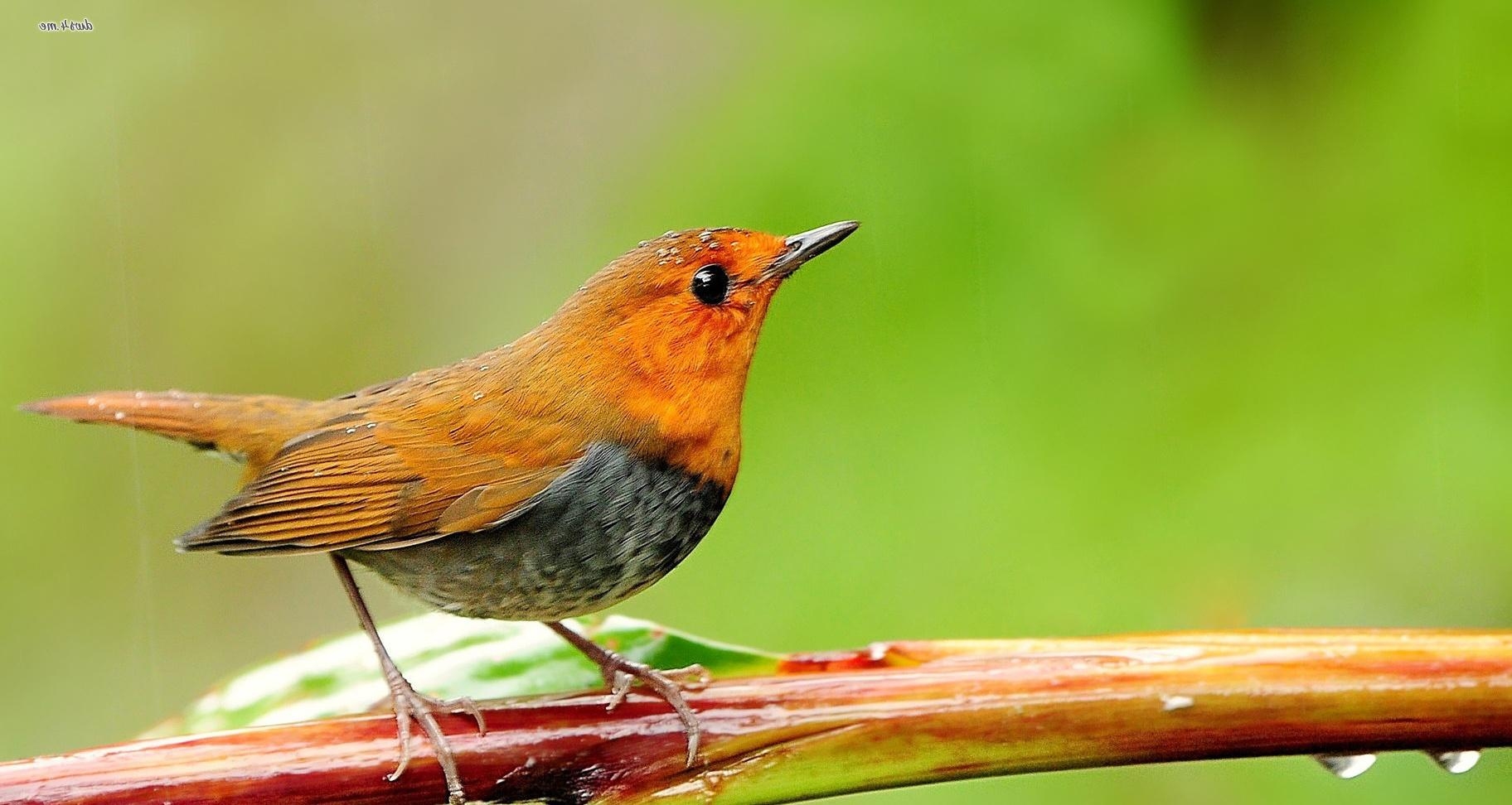 1830x980 Image of a Robin on Animal Picture Society, Desktop