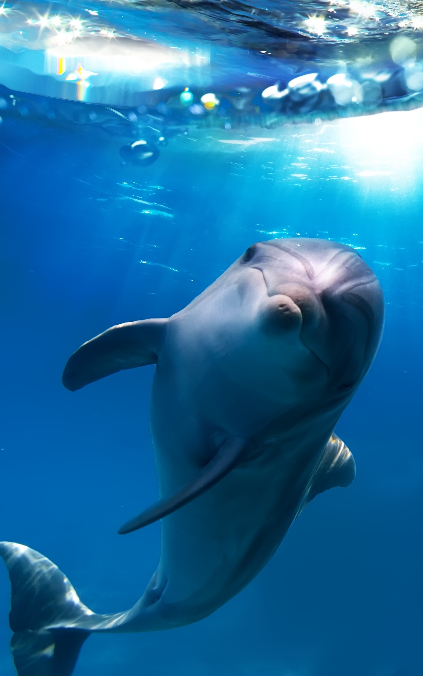 1760x2800 Download Dolphin wallpaper, Phone