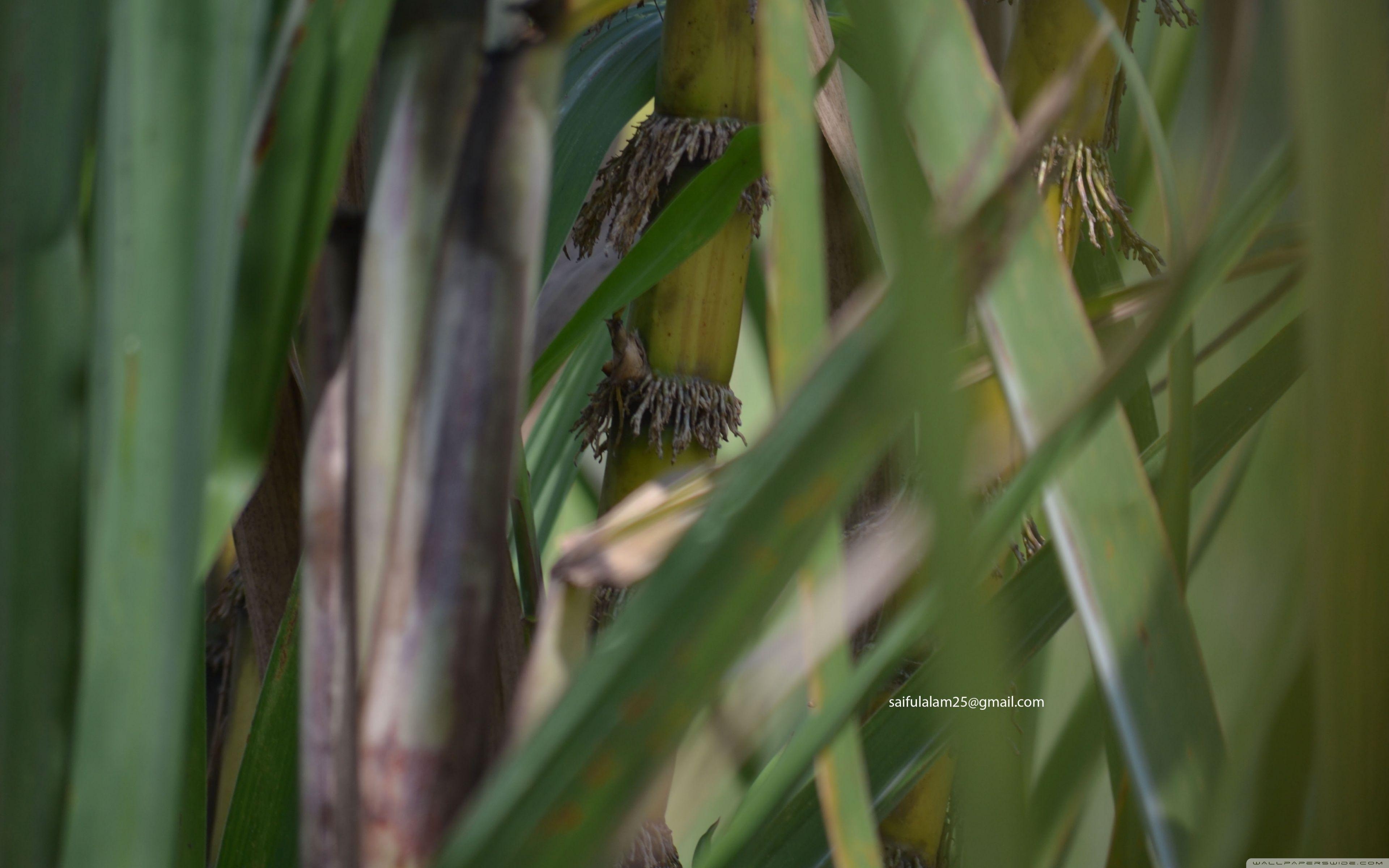 3840x2400 Sugarcane ❤ 4K HD Desktop Wallpaper for 4K Ultra HD TV • Wide, Desktop