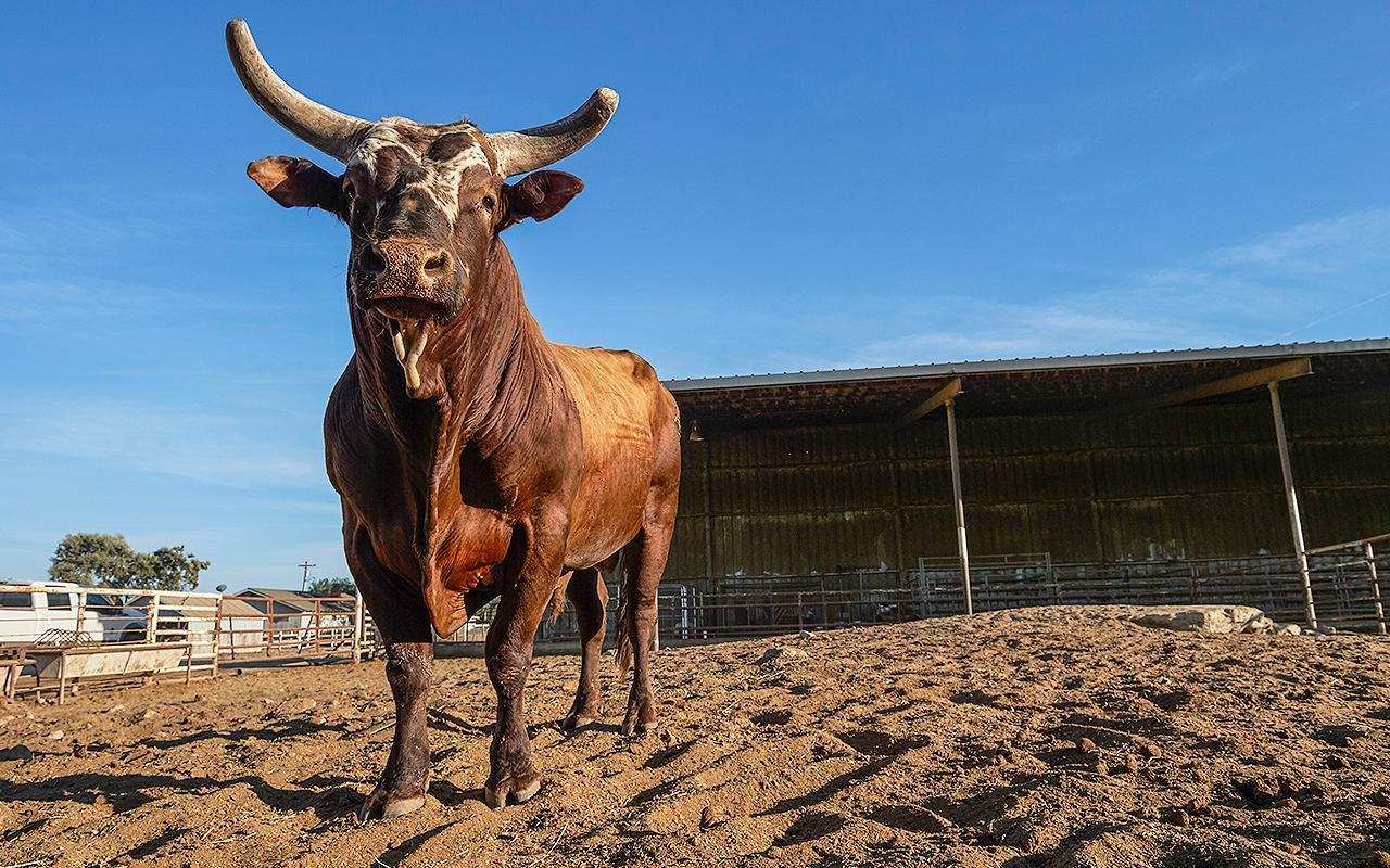 1280x800 Bull Riding Wallpaper, Desktop