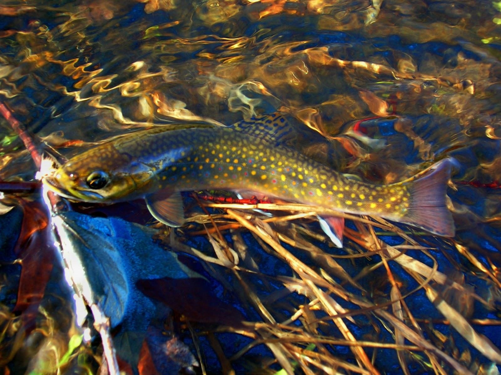 1600x1200 Brook Trout Wallpaper, Desktop