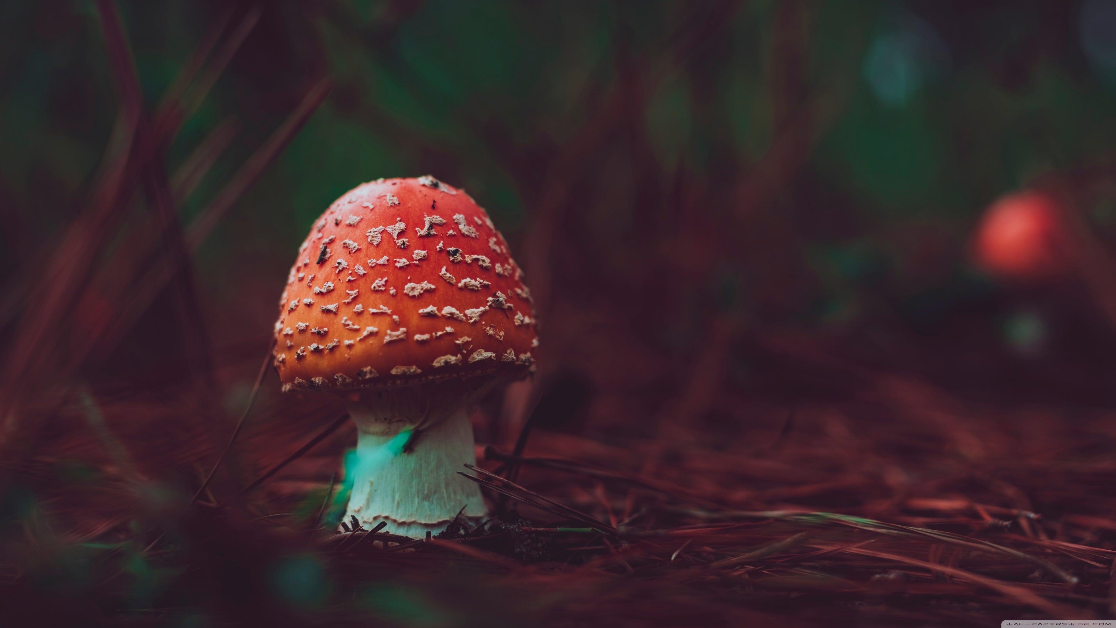 3840x2160 Mushroom 4K wallpaper for your desktop or mobile screen free and easy to download, Desktop