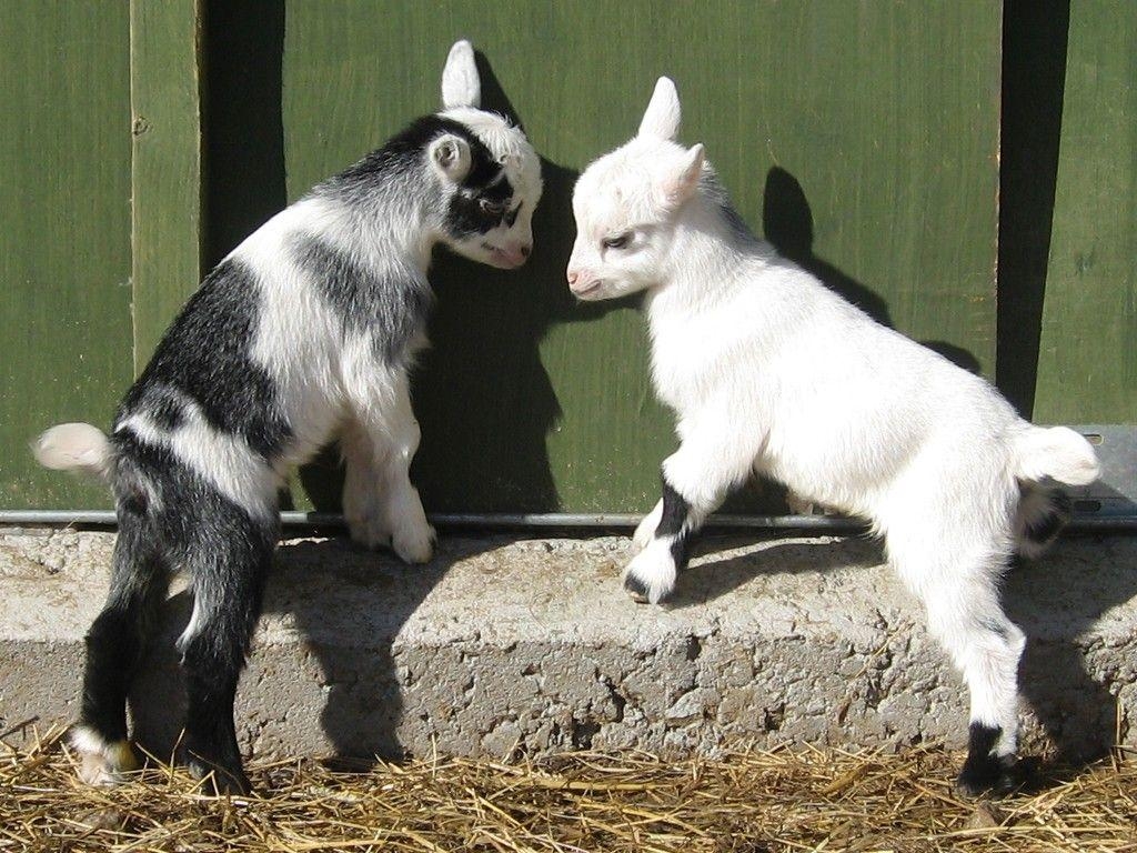 1030x770 Baby Goats Wallpaper. Latest HD Wallpaper. When I grow up, Desktop