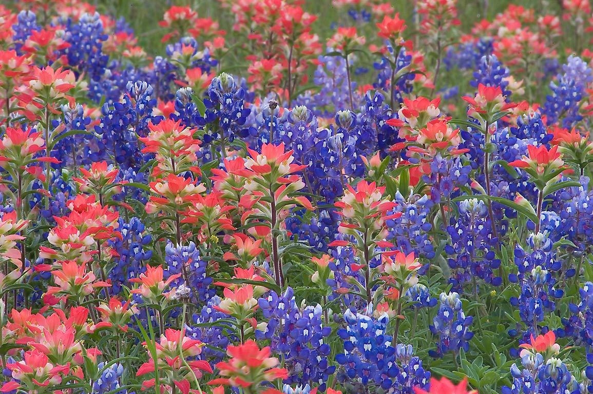 1160x770 Wallpaper Blink Bluebonnets Wallpaper HD 19 X 768, Desktop