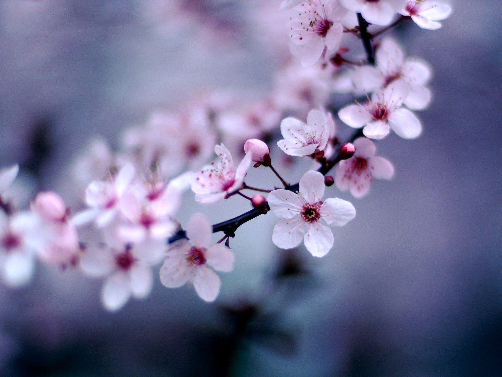 1600x1200 Cherry Blossom Sakura Flower Wallpaper, Desktop