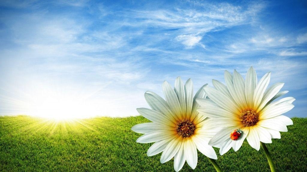 1030x580 Summer Flowers Wallpaper. Download HD Wallpaper, Desktop