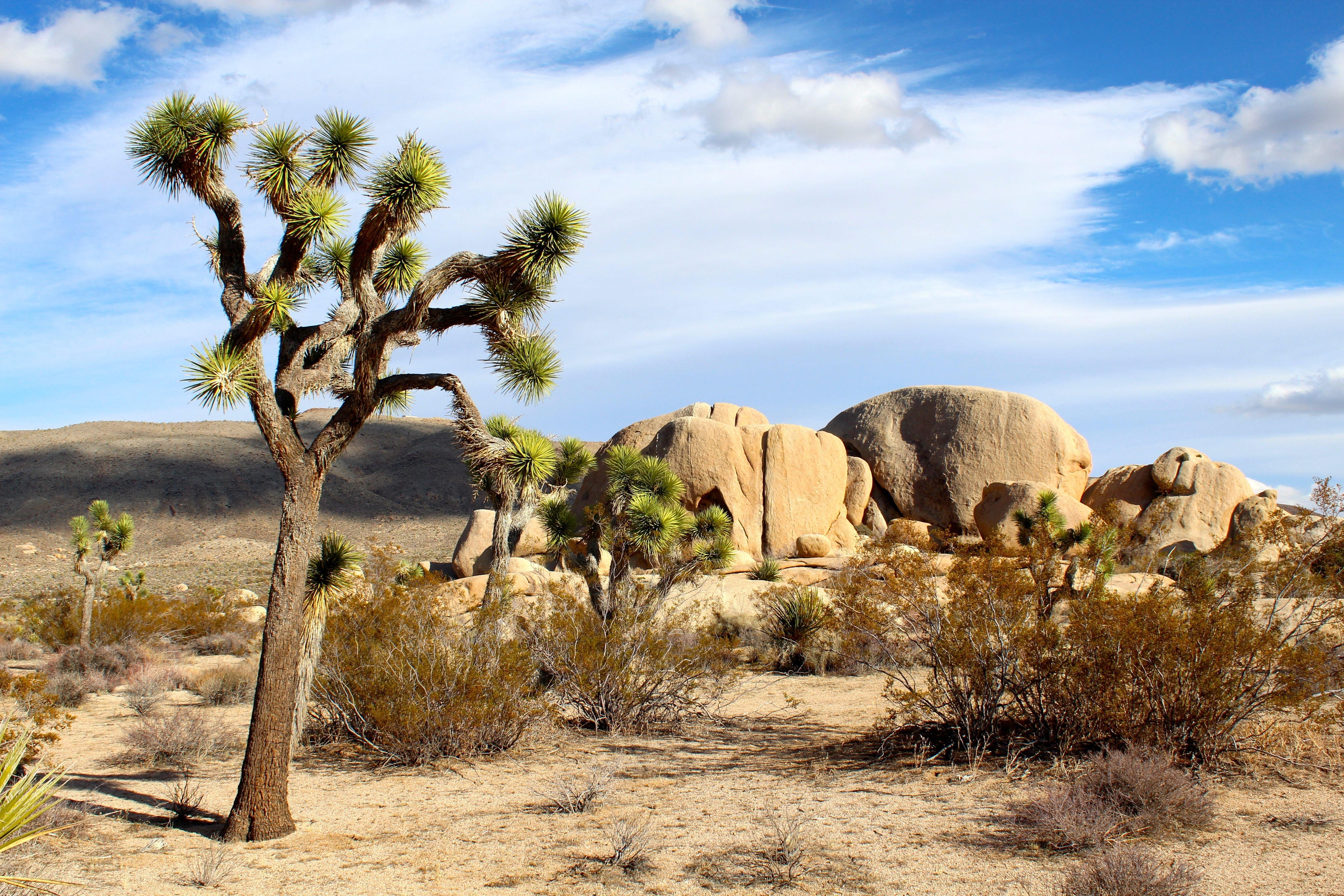 5190x3460 Joshua Tree National Park HD Wallpaper. Background, Desktop