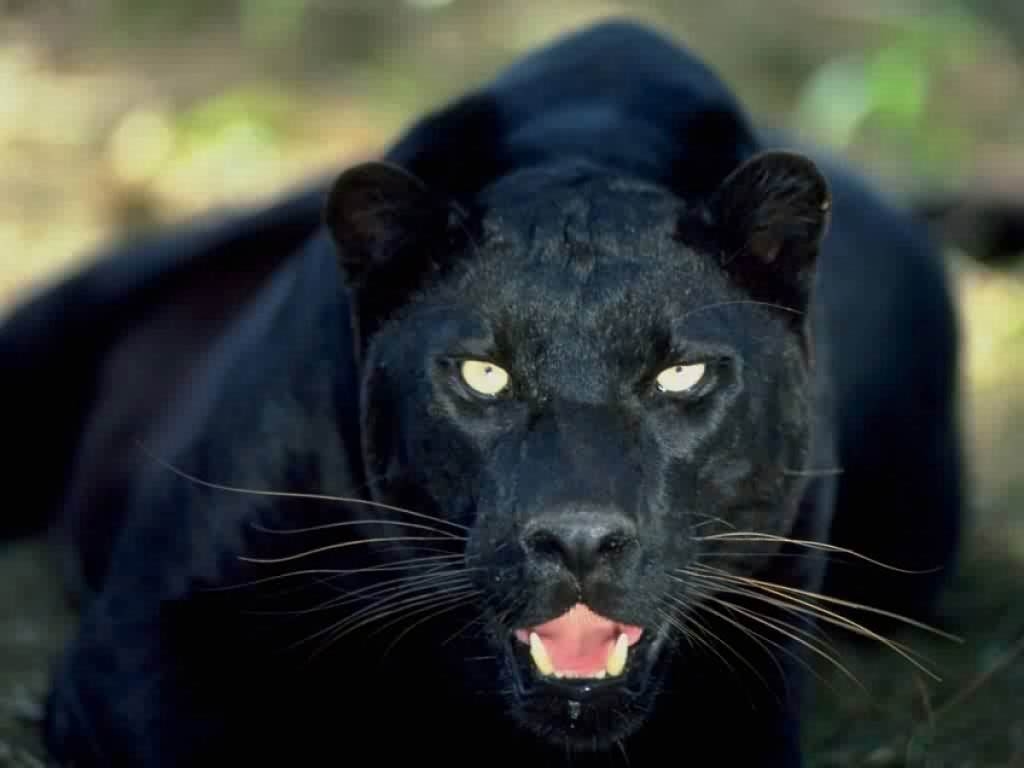 1030x770 Free Panther Wallpaper download, Desktop