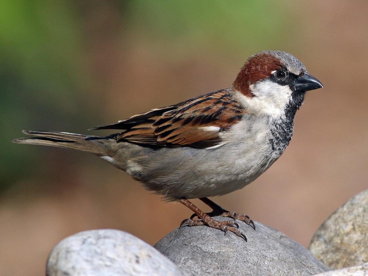 1280x960 Sparrow Wallpaper 18939, Desktop