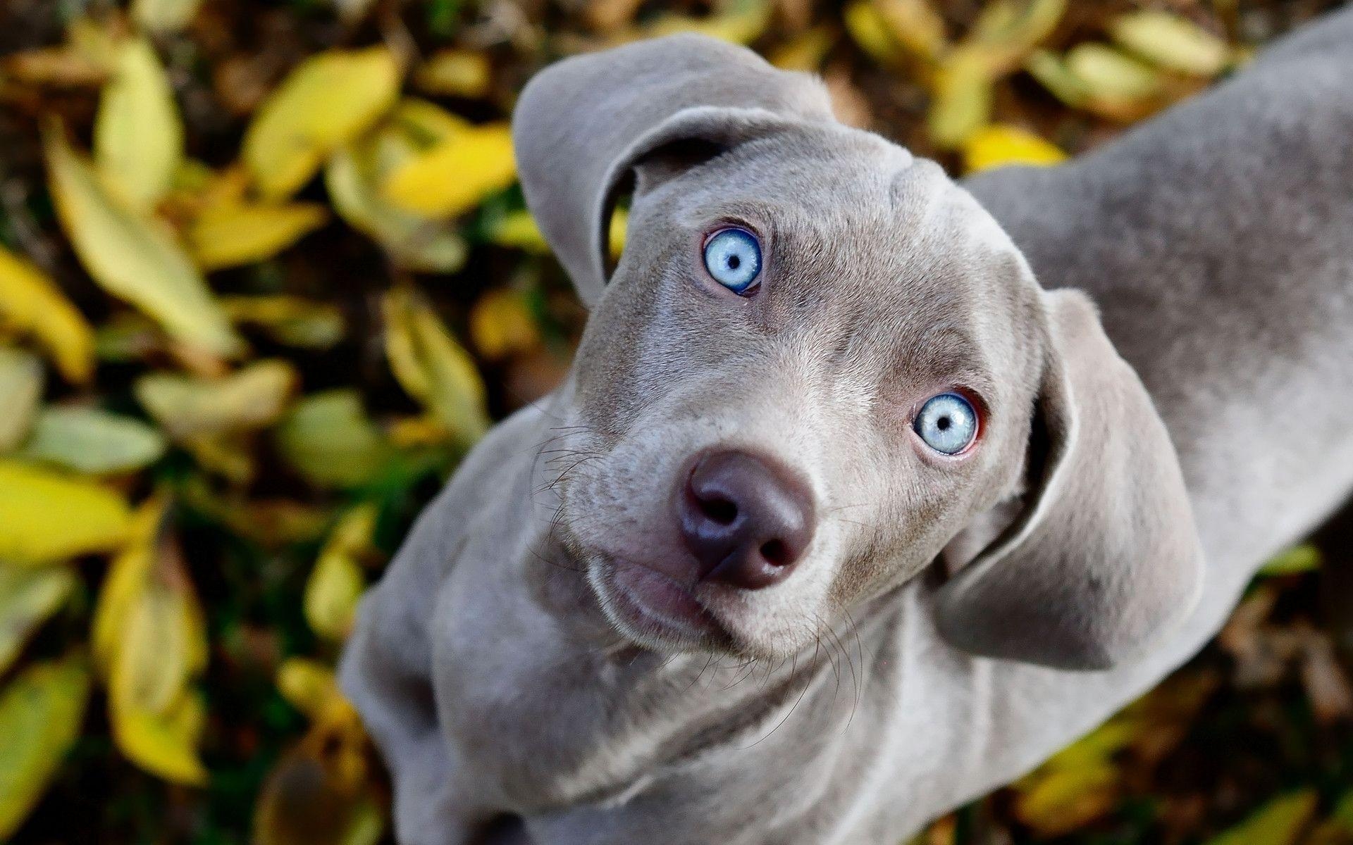 1920x1200 Weimaraner Wallpaper, Desktop