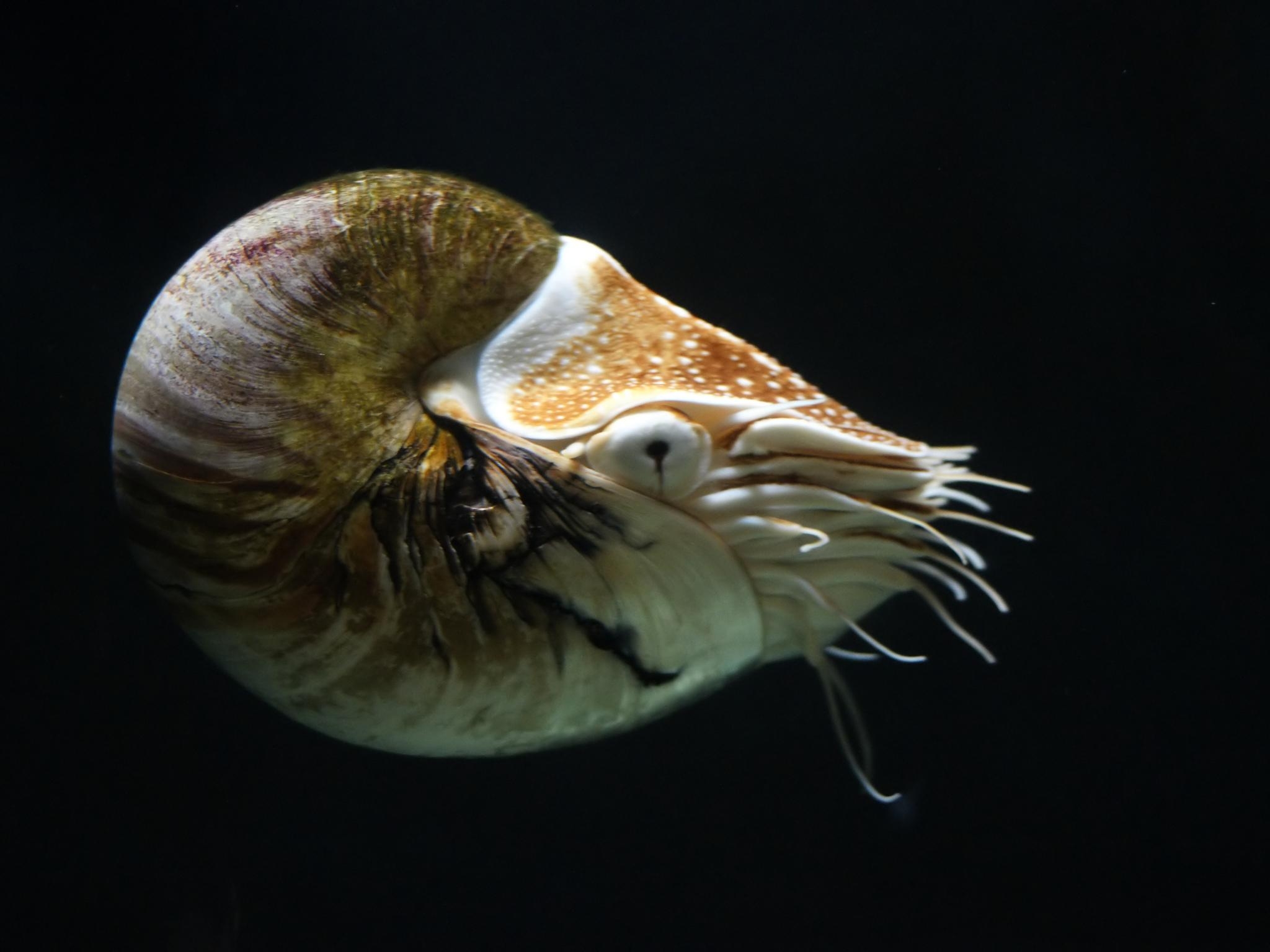 2050x1540 Emperor Nautilus (Nautilus pompilius) · iNaturalist, Desktop