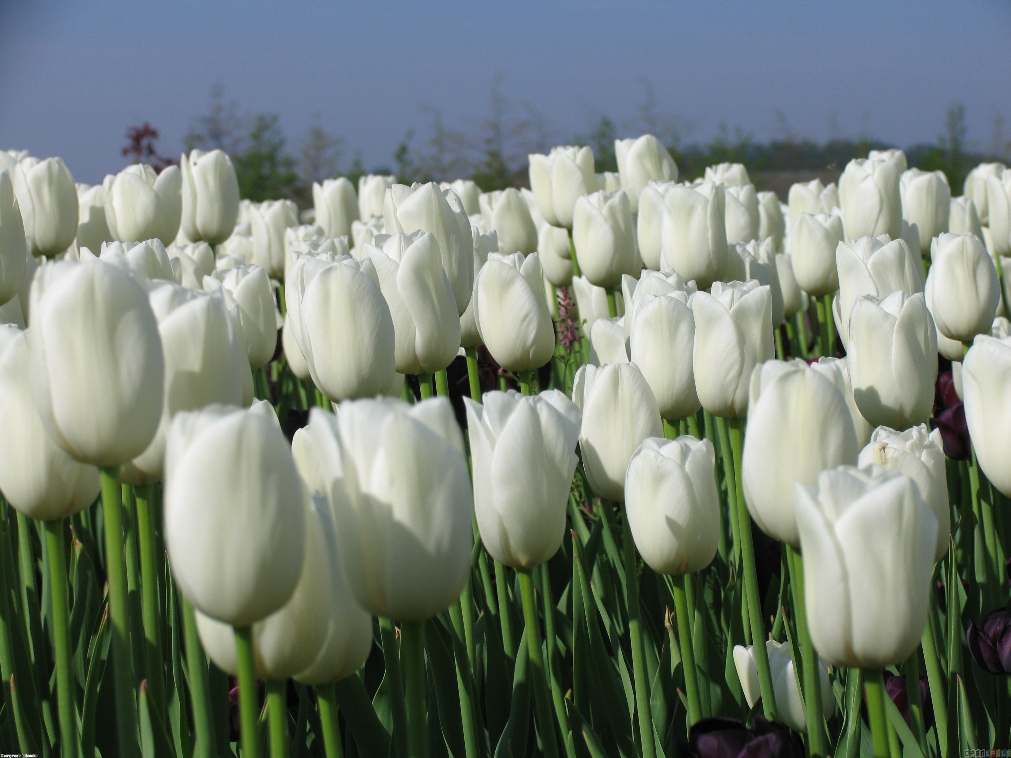 3270x2450 White Tulips Wallpaper, Desktop