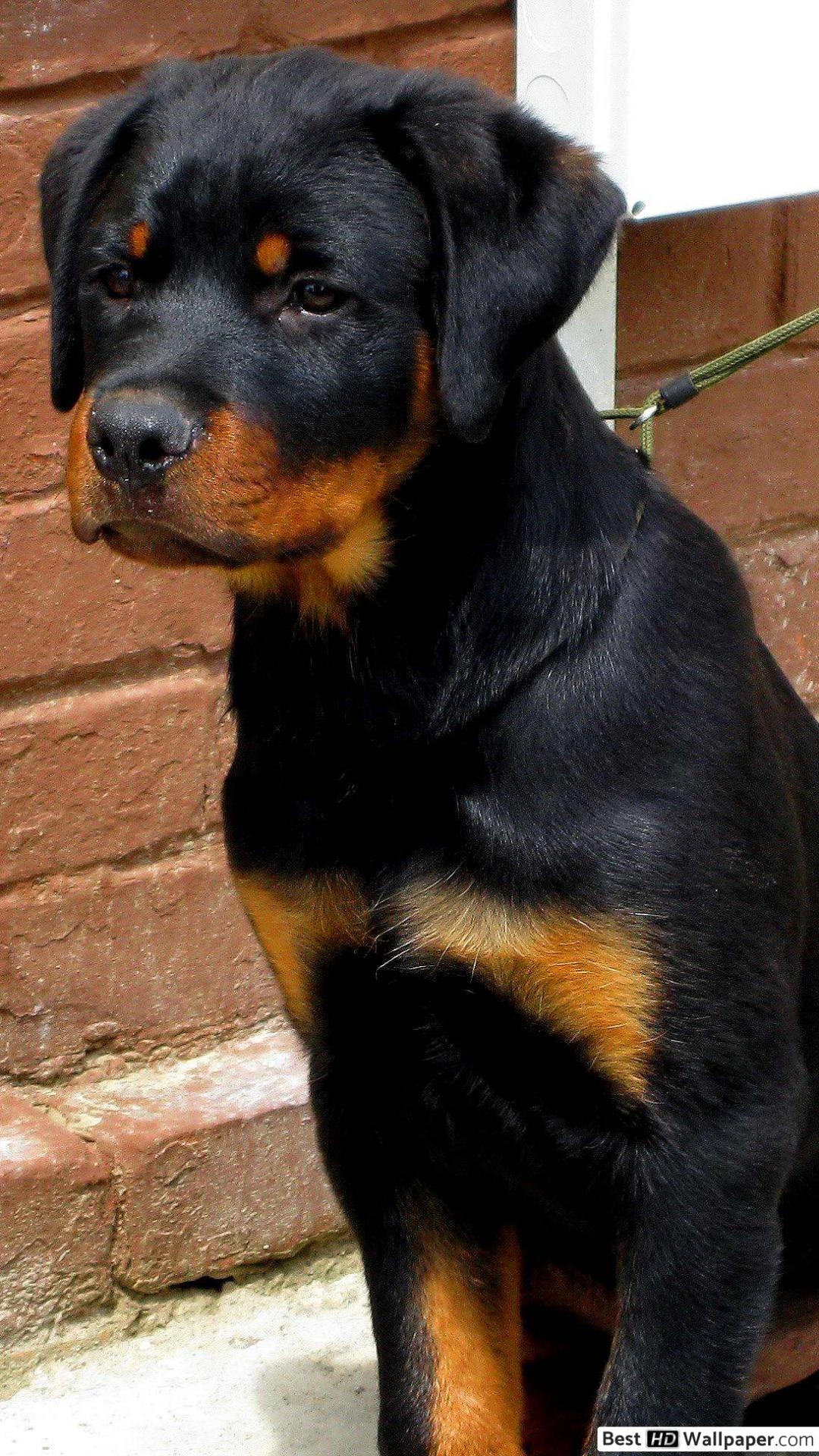 1080x1920 Rottweiler puppy on a leash HD wallpaper download, Phone