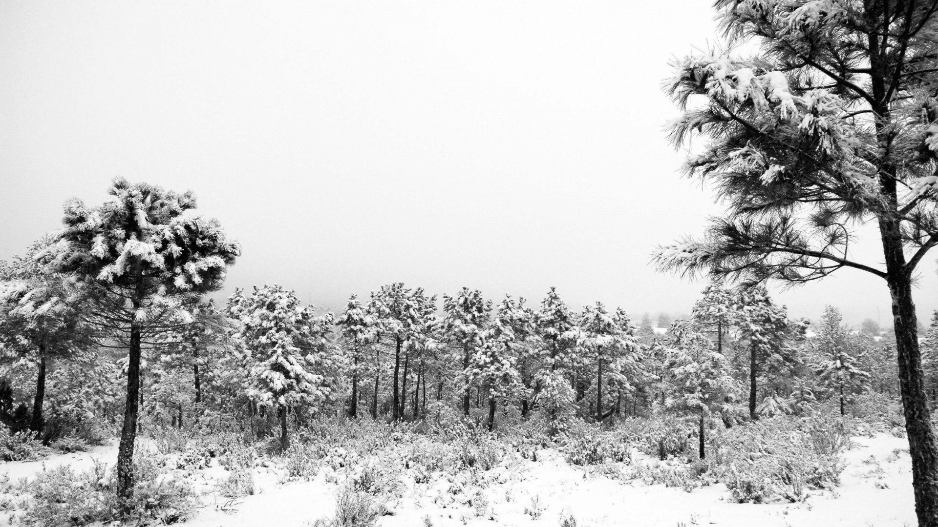 1920x1080 Download Free Black and White Forest Wallpaper, Desktop