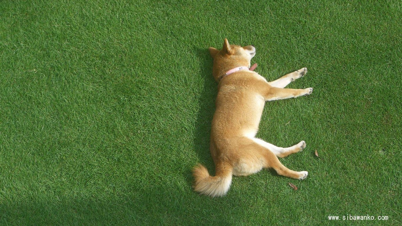 1370x770 デスクトップ用画像 Shiba Inu Wallpaper, Desktop