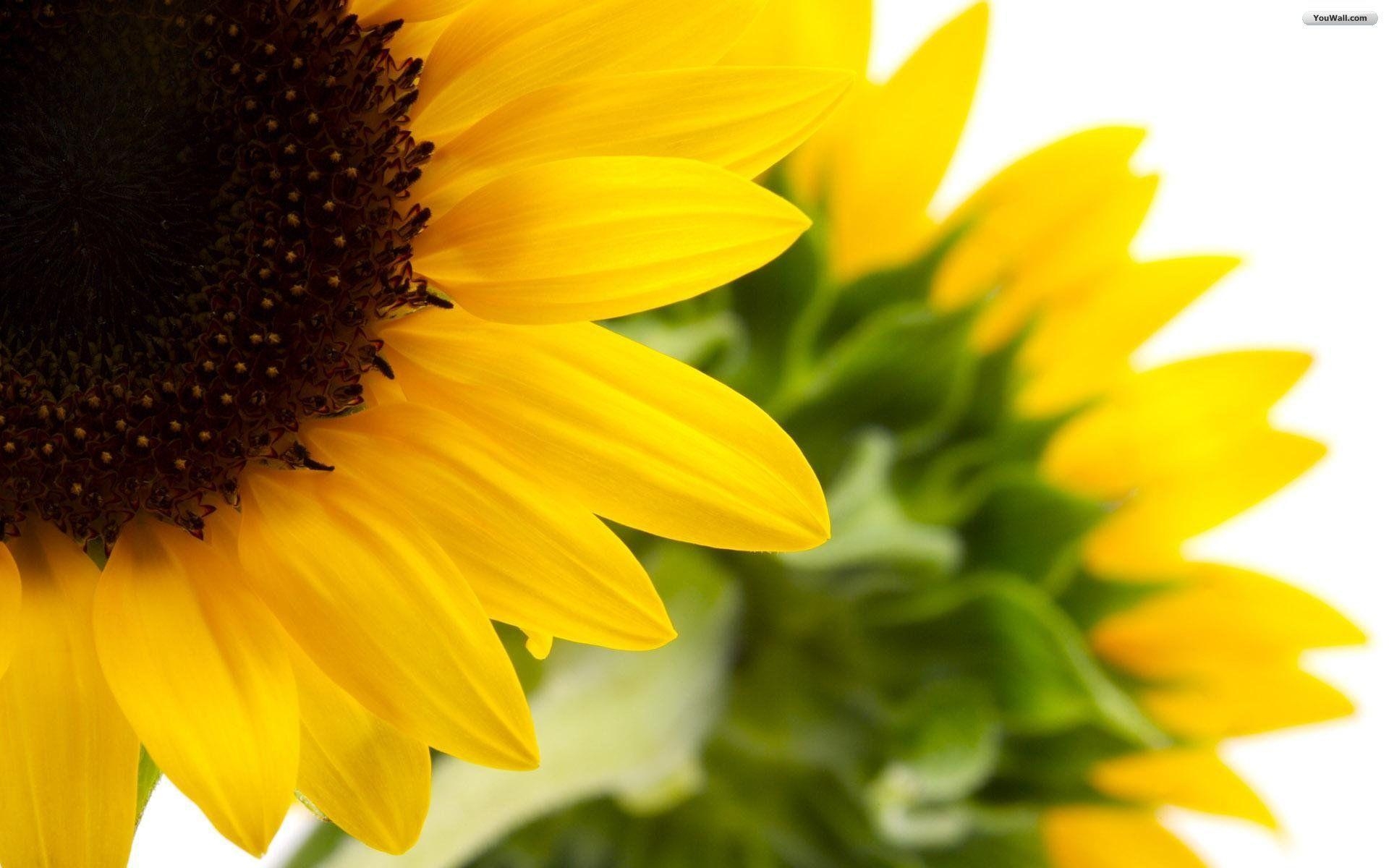 1920x1200 Sunflower Wallpaper Full HD, Desktop