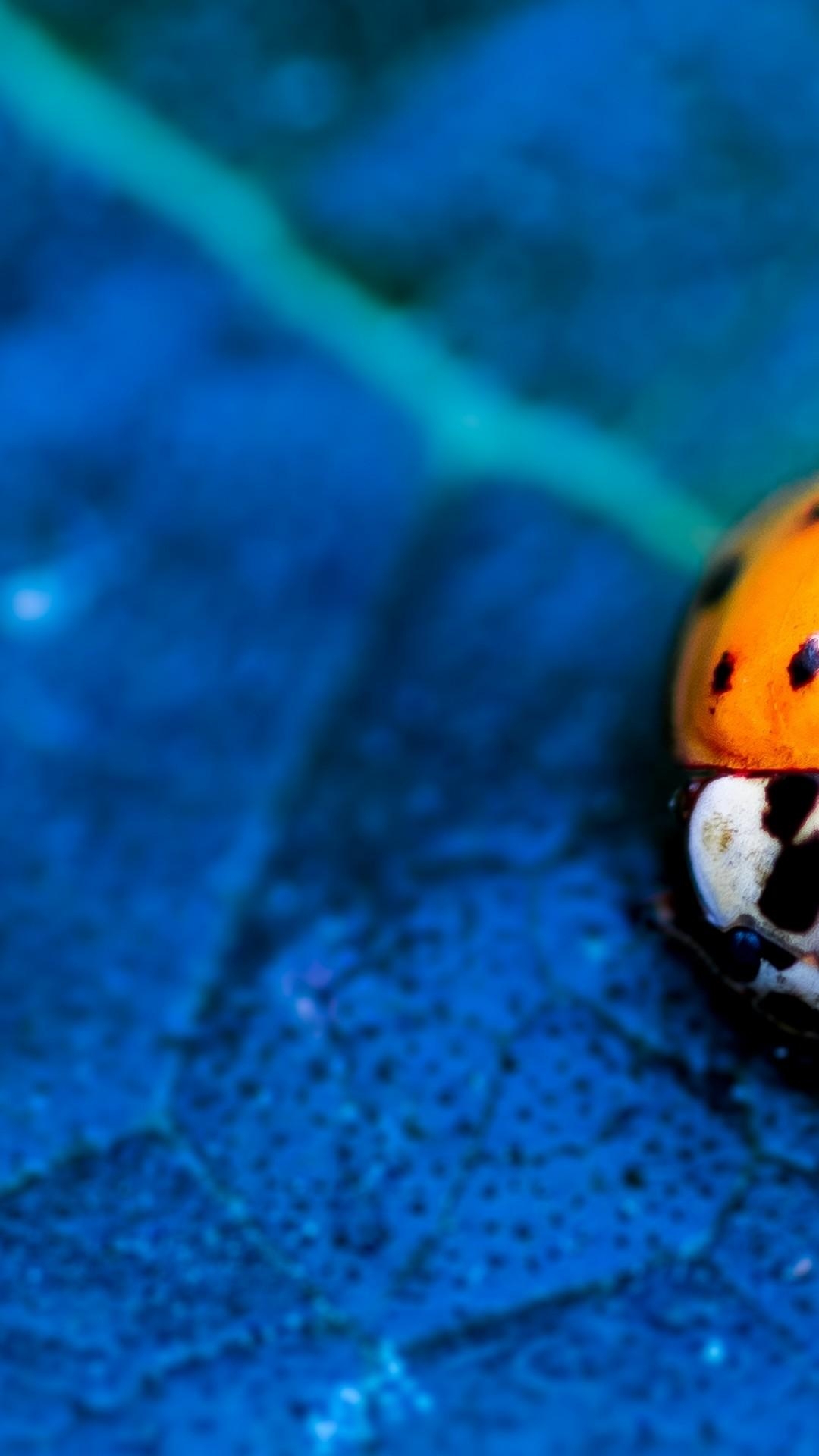 1080x1920 Wallpaper ladybird, beetle, flower, blue, Animals, Phone