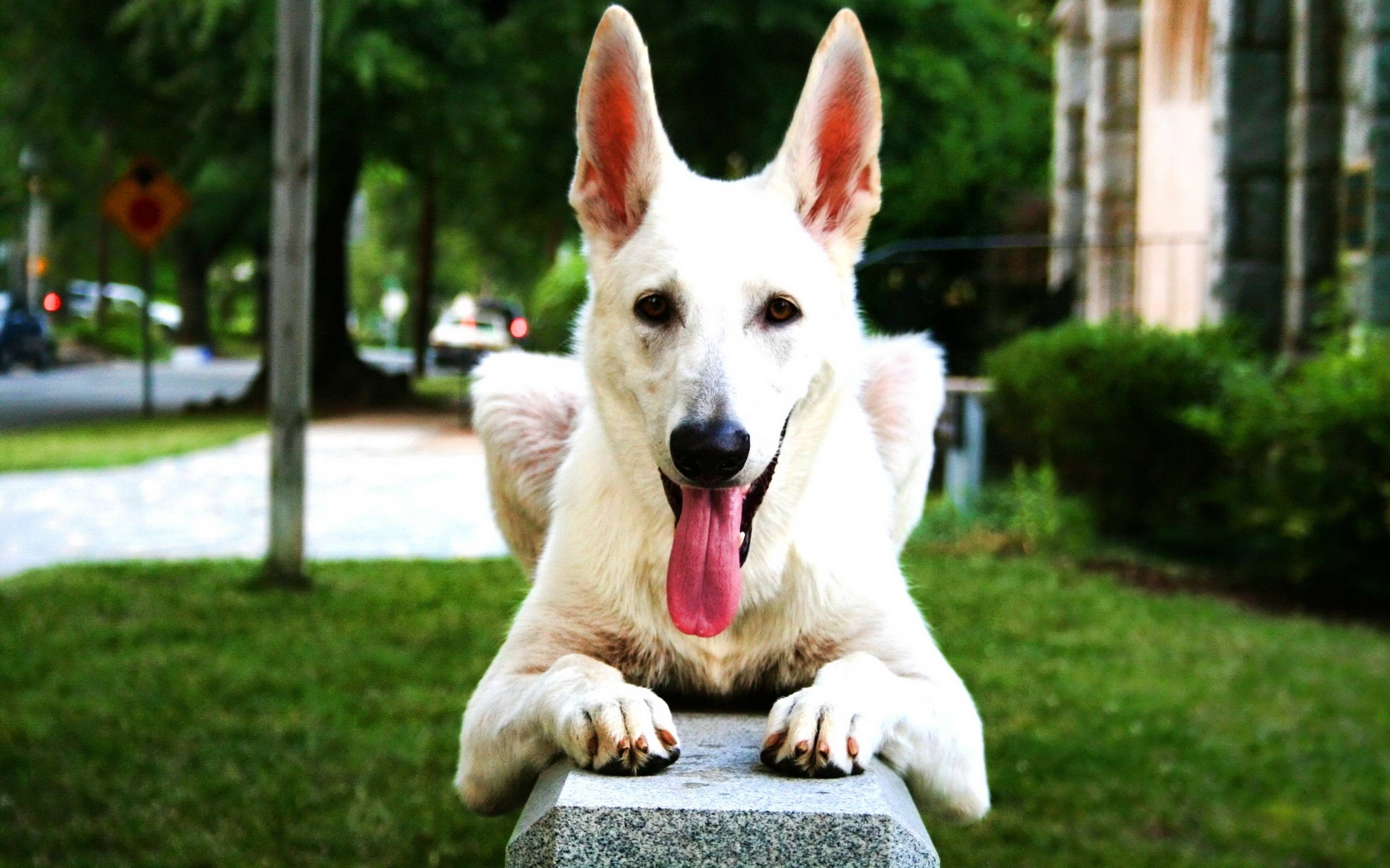 2560x1600 White Dog Sitting Wallpaper Picture 2890 Wallpaper. High, Desktop