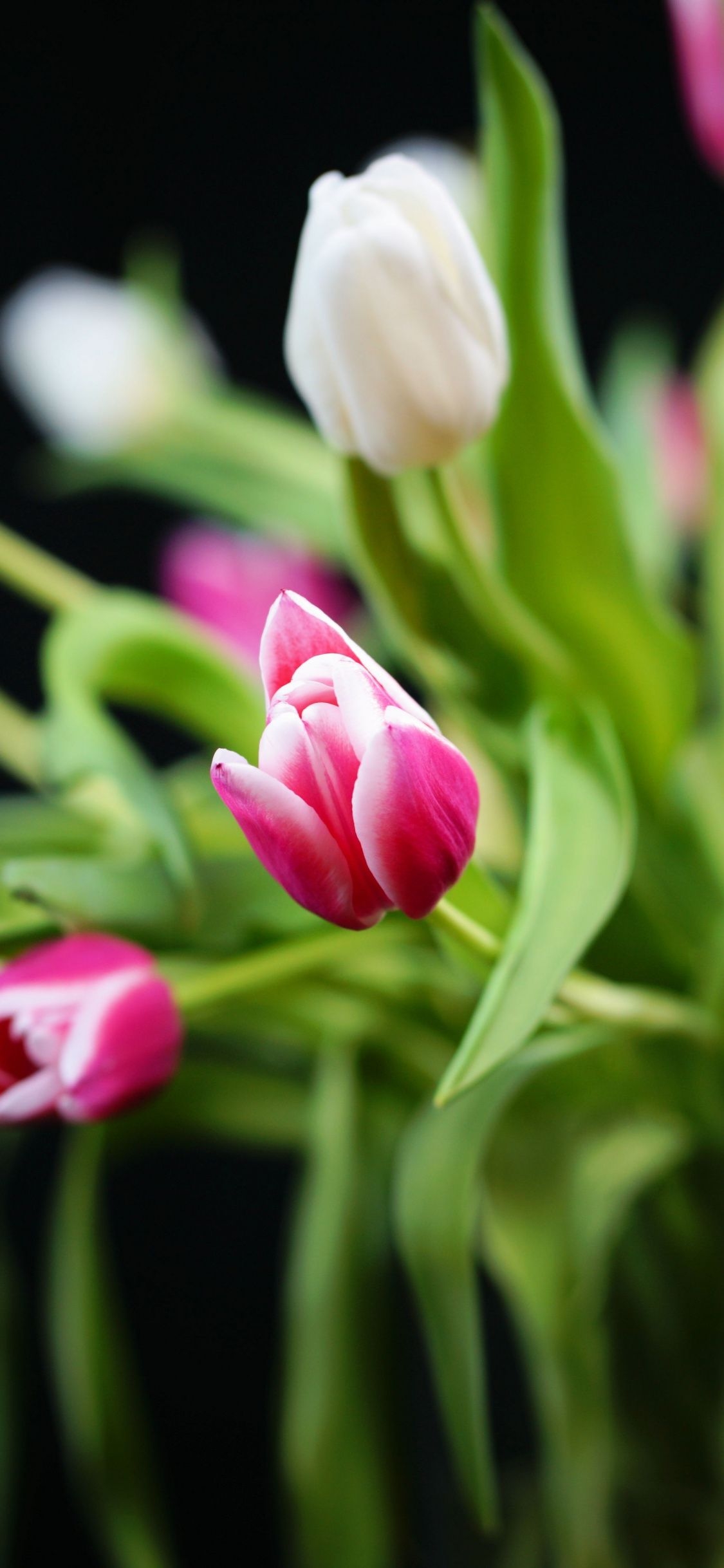 1130x2440 Download  wallpaper tulip, leaves, flowers, blur, bouquet, Phone