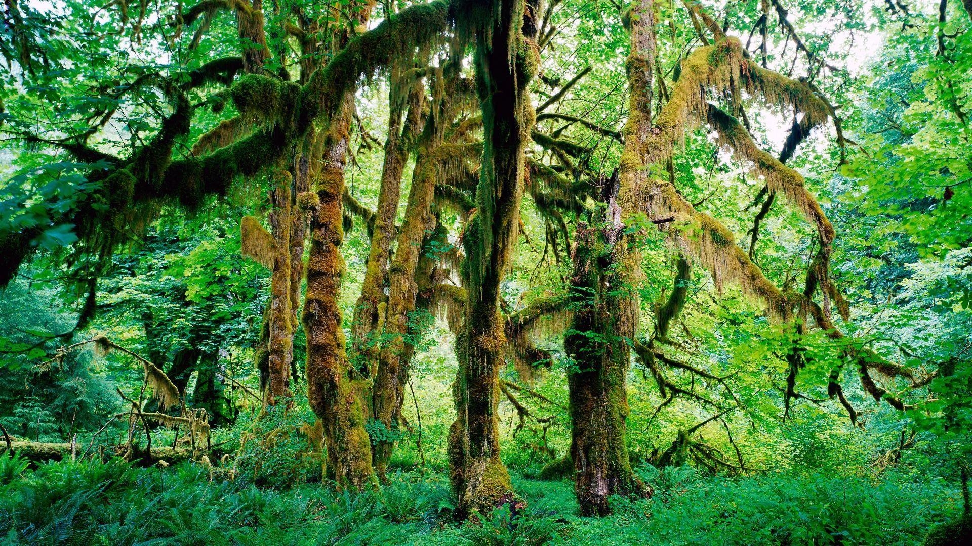 1920x1080 Olympic National Park, Desktop