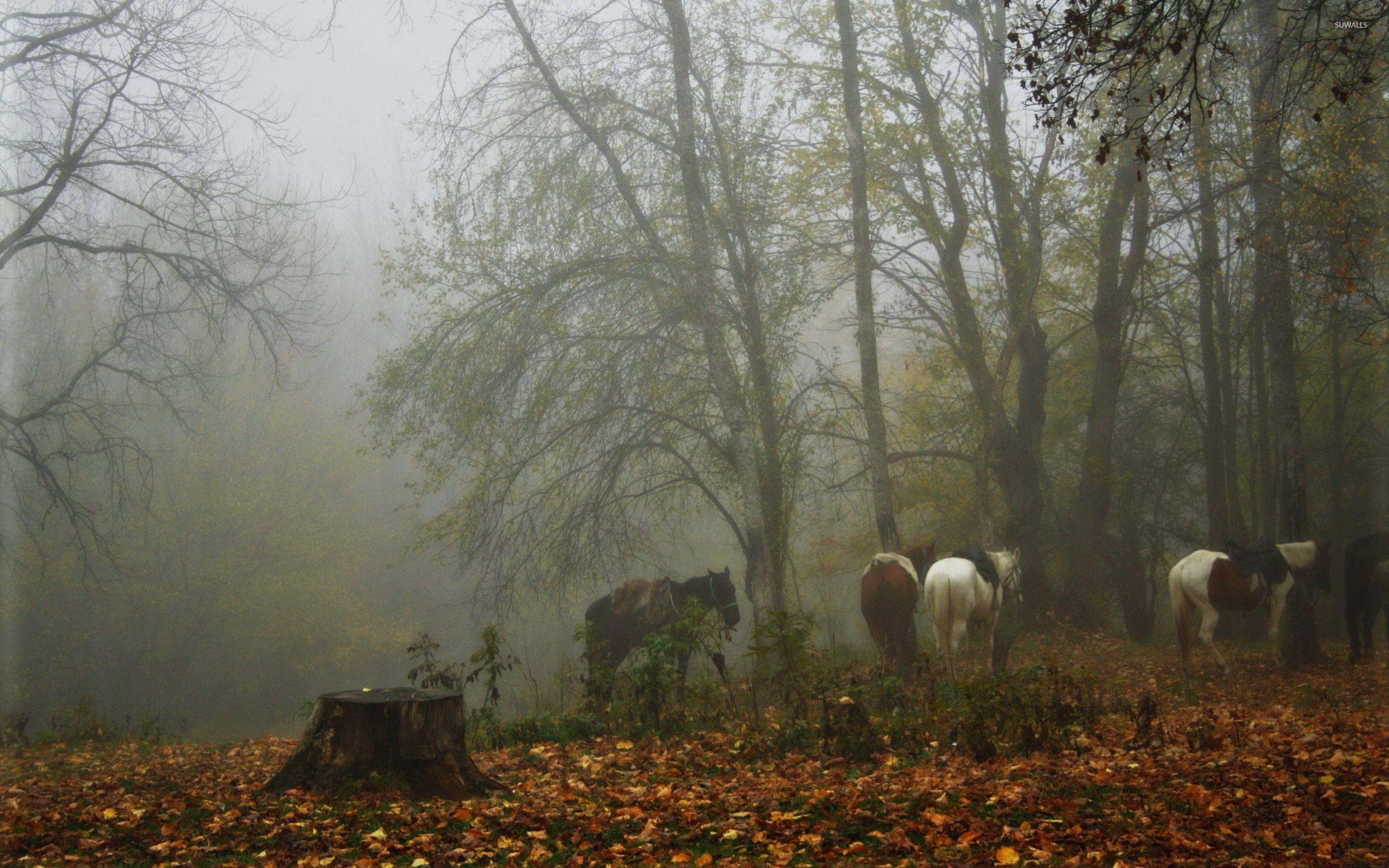 2560x1600 Foggy Forest Wallpaper HD Resolution #l70. Earth, Desktop