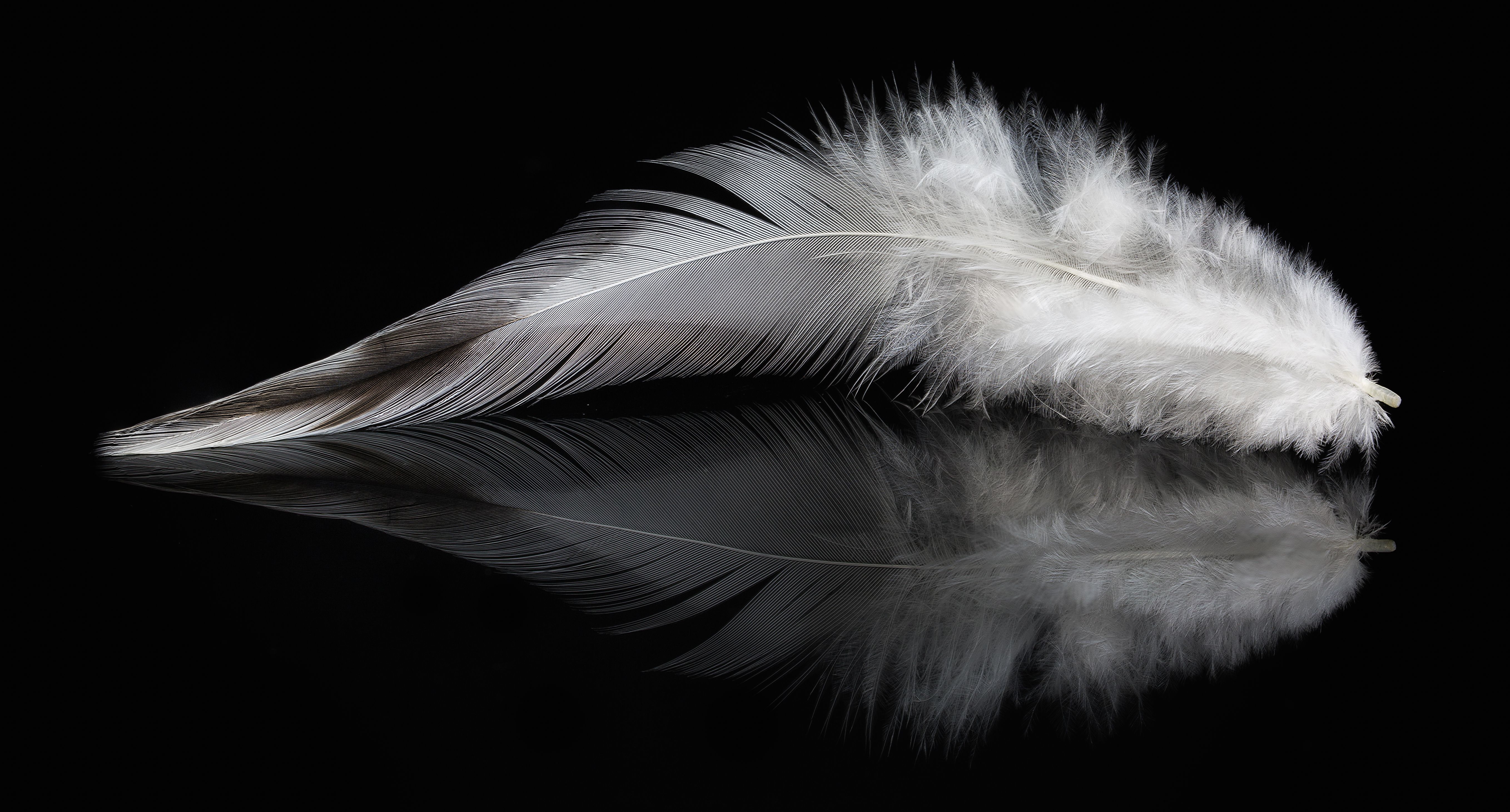 5440x2930 Feather HD Wallpaper and Background Image, Desktop