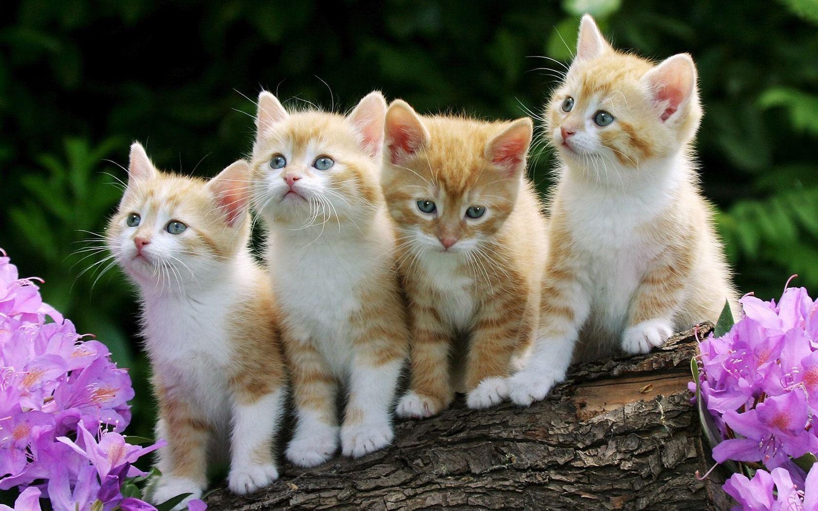 1680x1050 Wallpaper Of Kittens And Puppies, Desktop