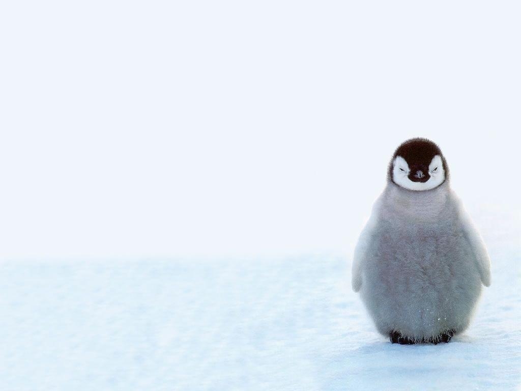 1030x770 Penguin Wallpaper, Desktop