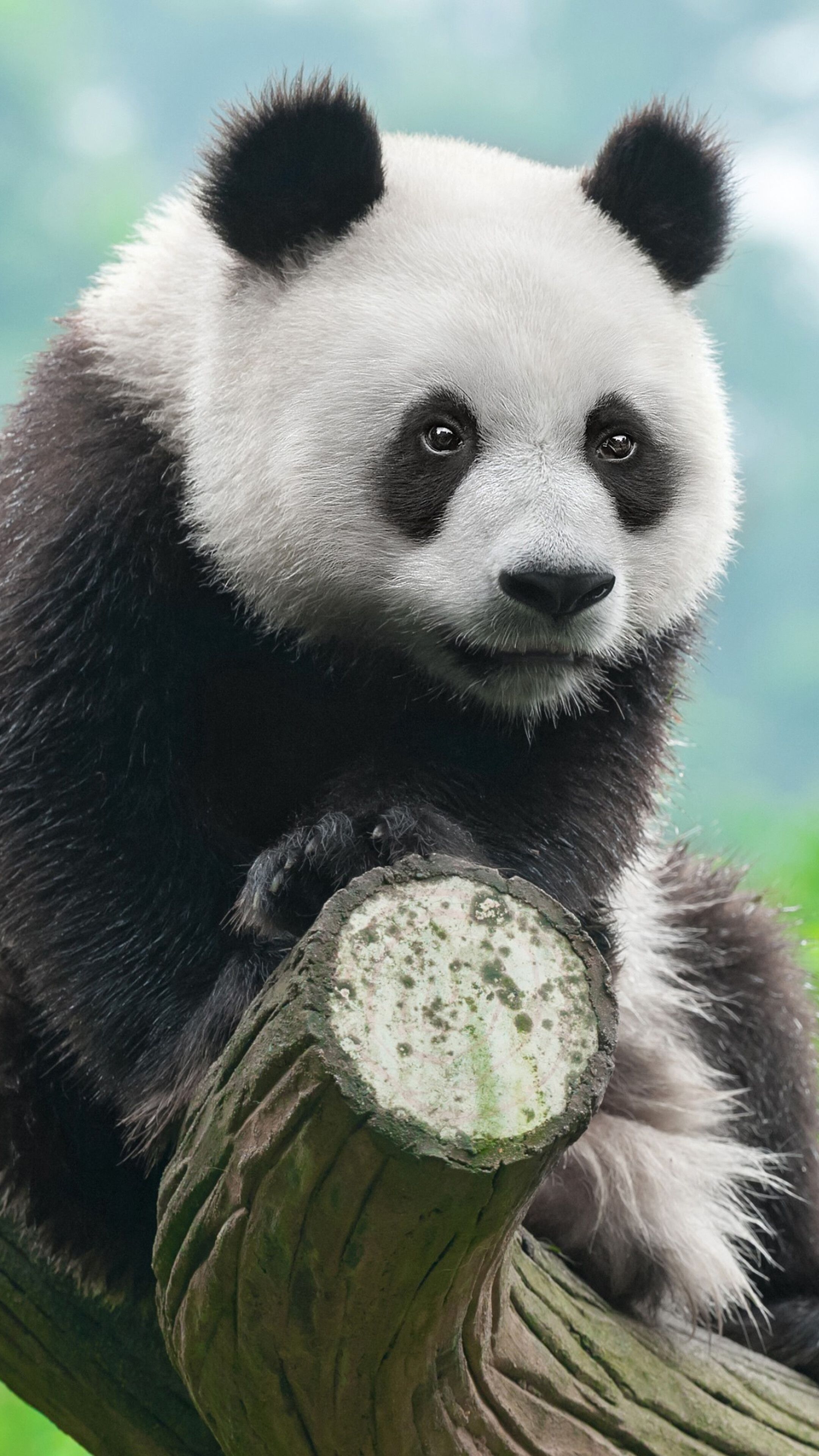 2160x3840 Wallpaper for Panda theme, Panda HD wallpaper, background, Phone