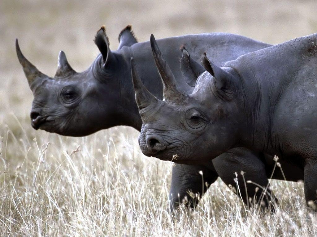 1030x770 Rhino Wallpaper Big Rhino Picture Gallery, Desktop