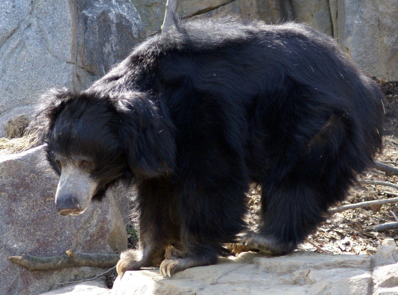 1600x1190 animals. Sloth bear, Bear species, Desktop