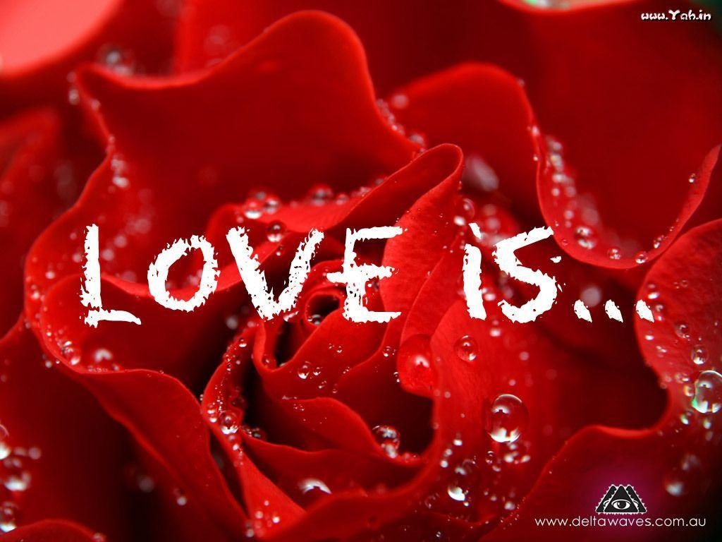 1030x770 Red Rose Love Wallpaper Red Flower Wallpaper Love, Desktop