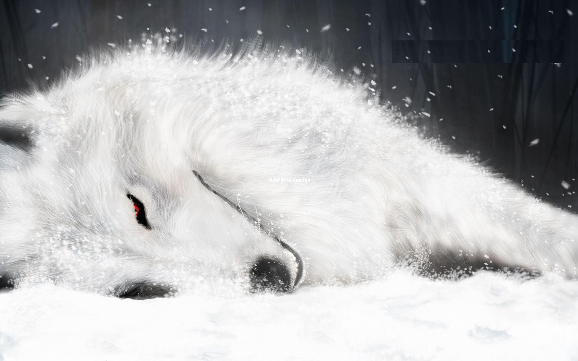 1920x1200 Animated wolf wallpaper wallpaper, Desktop