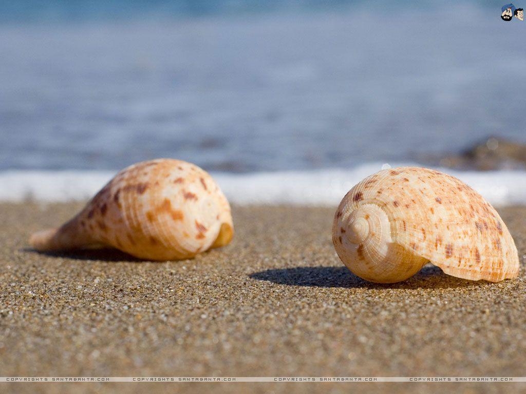 1030x770 Seashells Wallpaper. HD Background Wallpaper, Desktop