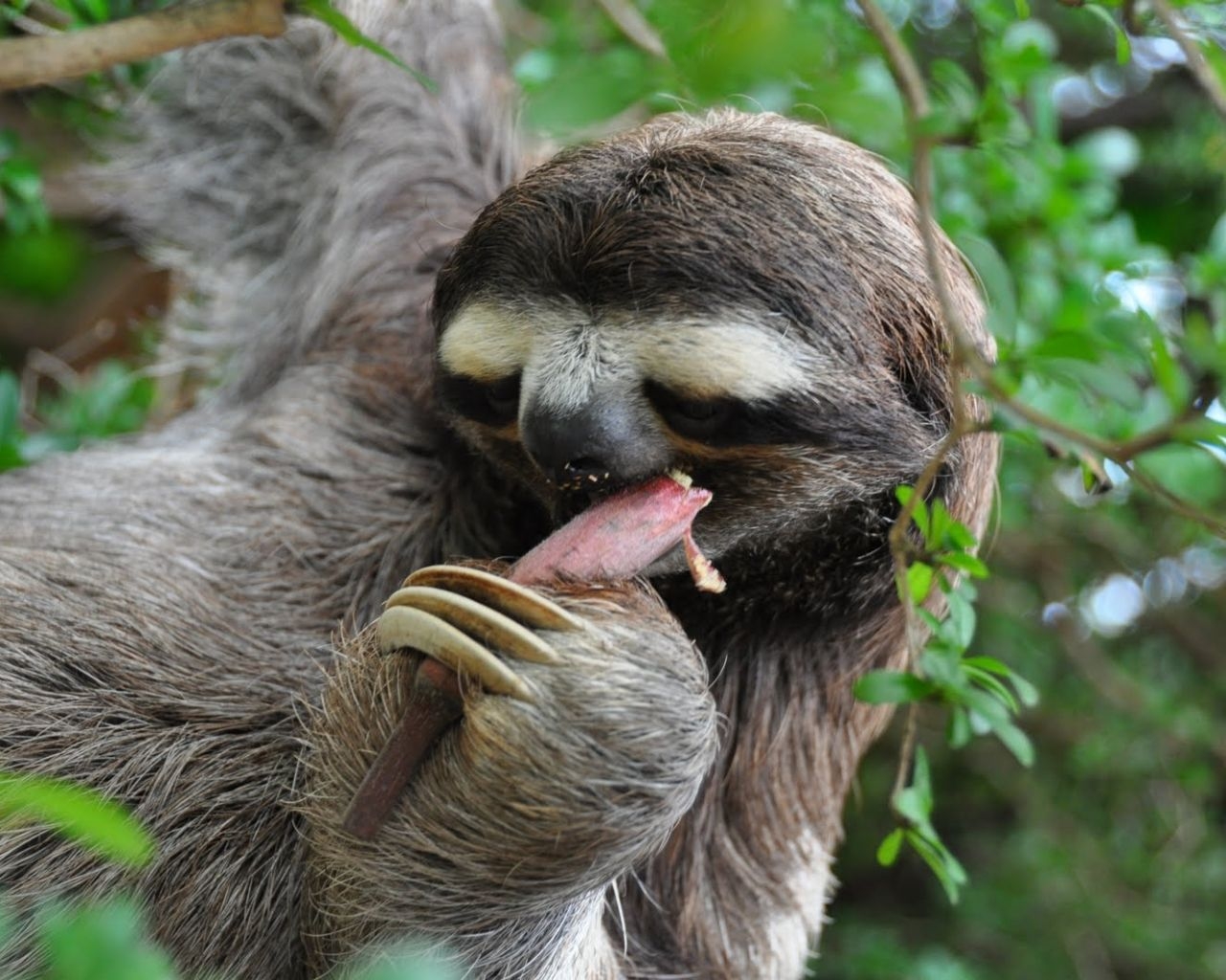 1280x1030 Free download Sloth Animals Funny Picture Funny And Cute Animals [1600x1063] for your Desktop, Mobile & Tablet. Explore Cute Sloth Wallpaper. Funny Sloth Wallpaper, Free Wallpaper Sloth, HD Sloth Wallpaper, Desktop