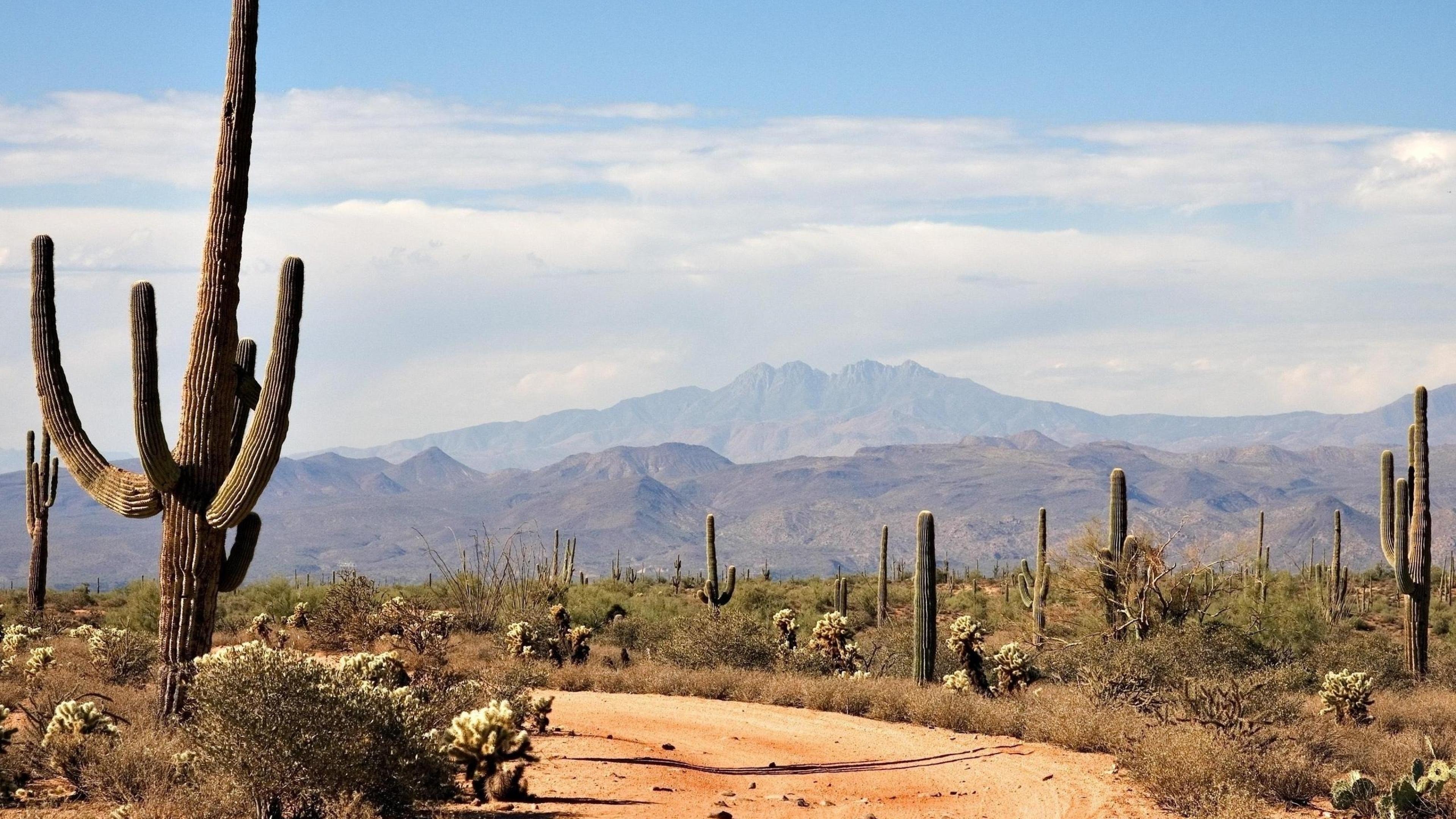 3840x2160 √ Cactus Desert Landscape Wallpaper, Desktop