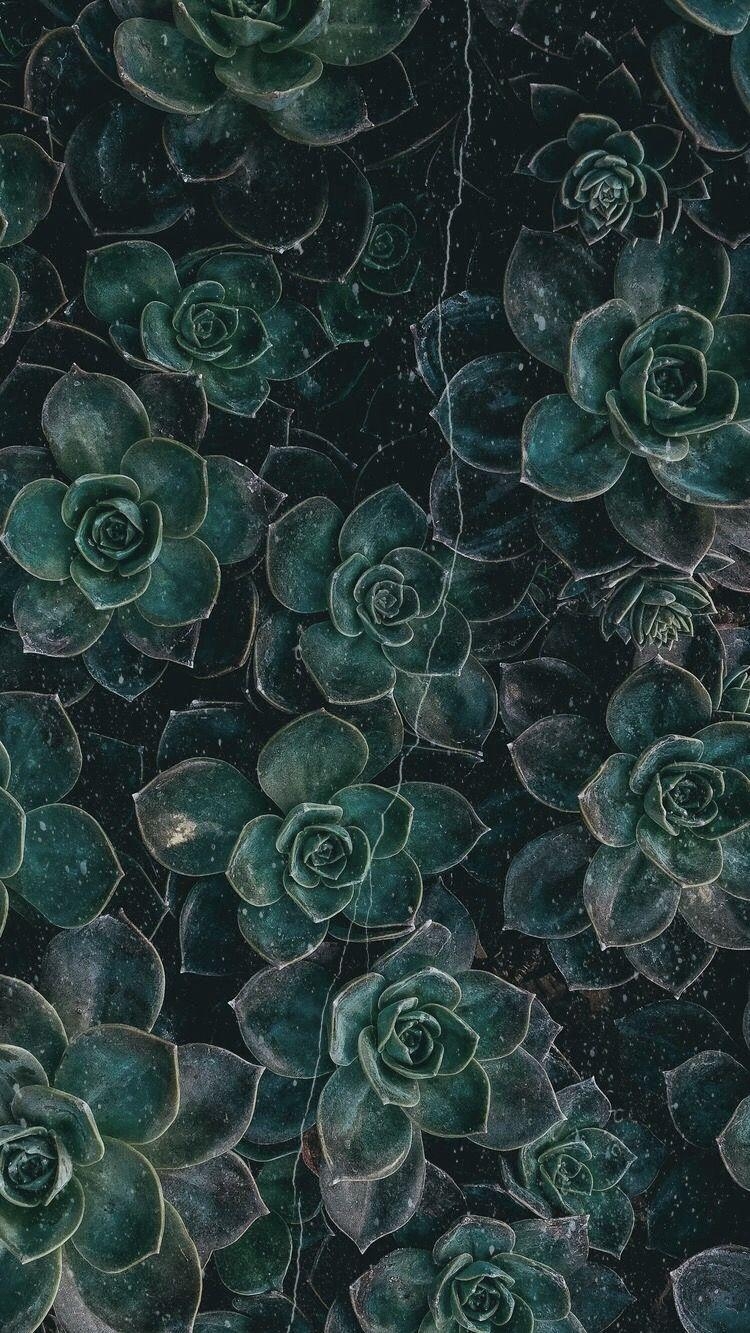 750x1340 Pretty. Dark green wallpaper, Phone