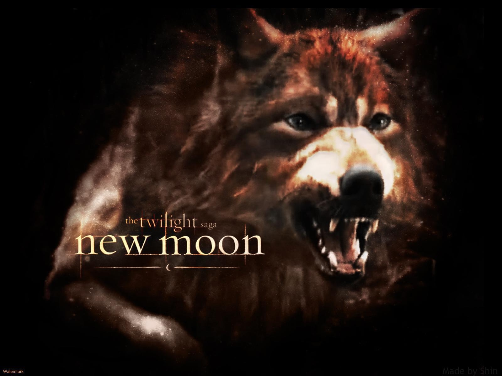 1600x1200 Werewolf Wallpaper New Moon, Desktop