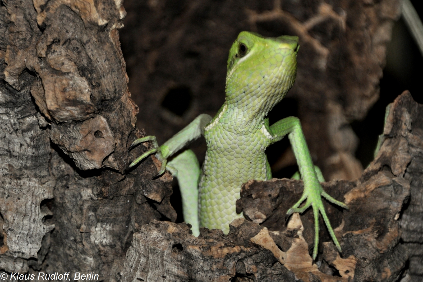 1600x1070 Laemanctus Longipes Eastern Casque Head Iguana, Desktop