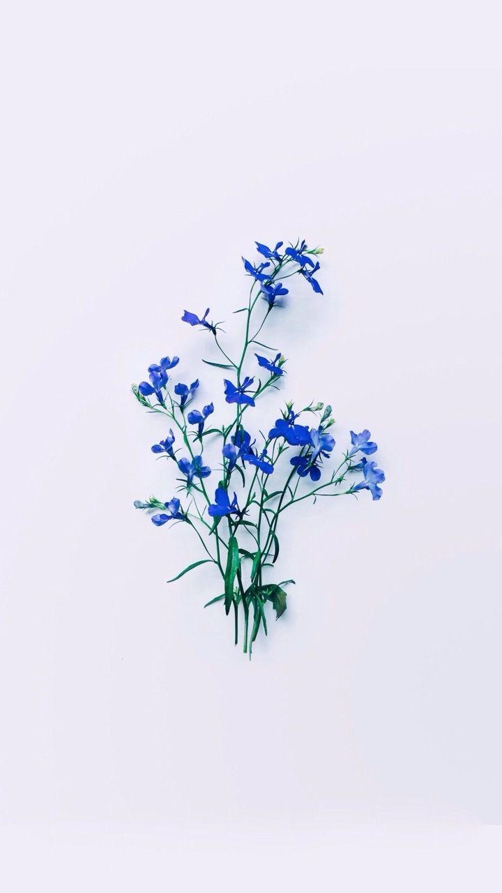 720x1280 Blue Aesthetic Flower Wallpaper Free Blue Aesthetic Flower Background, Phone