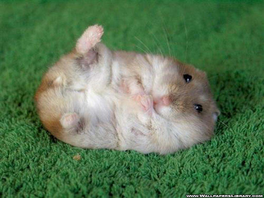 1030x770 funny hamster wallpaper / funny background, Desktop