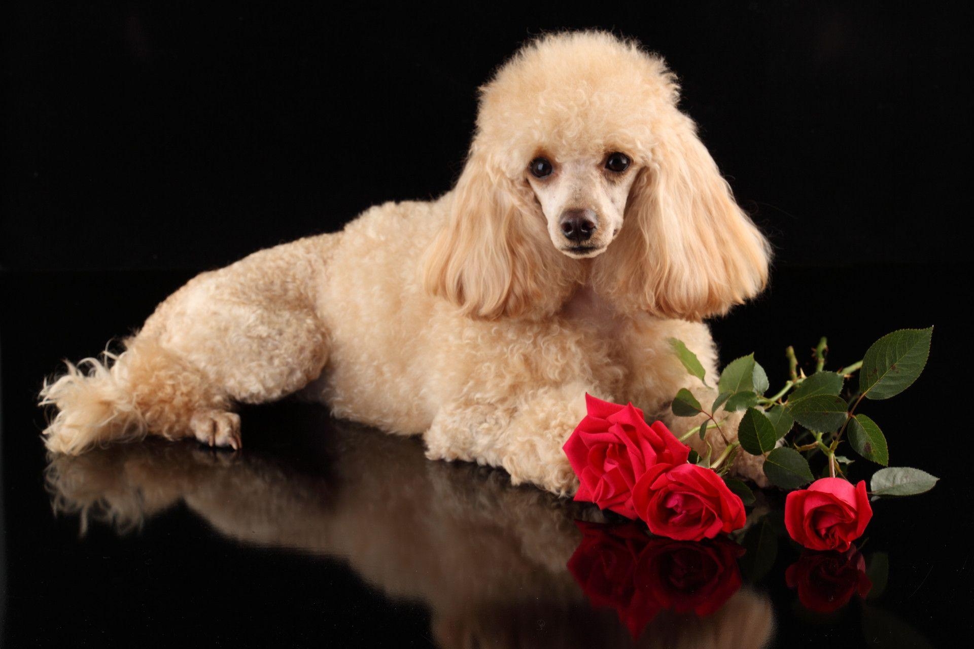 1920x1280 Poodle Dog Wallpaper. Poodle Dog Picture, Desktop