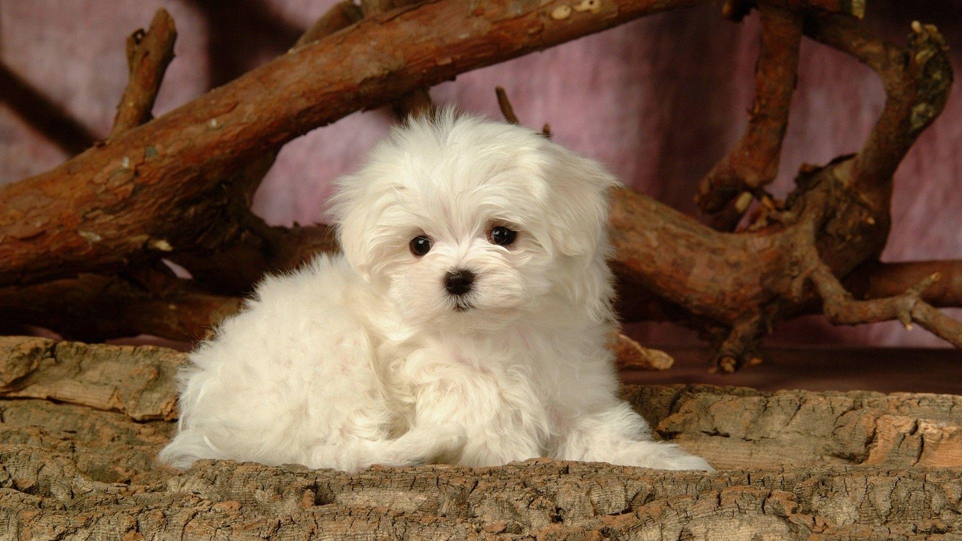 1920x1080 Fluffy little dog wallpaper Wallpaper Download, Desktop