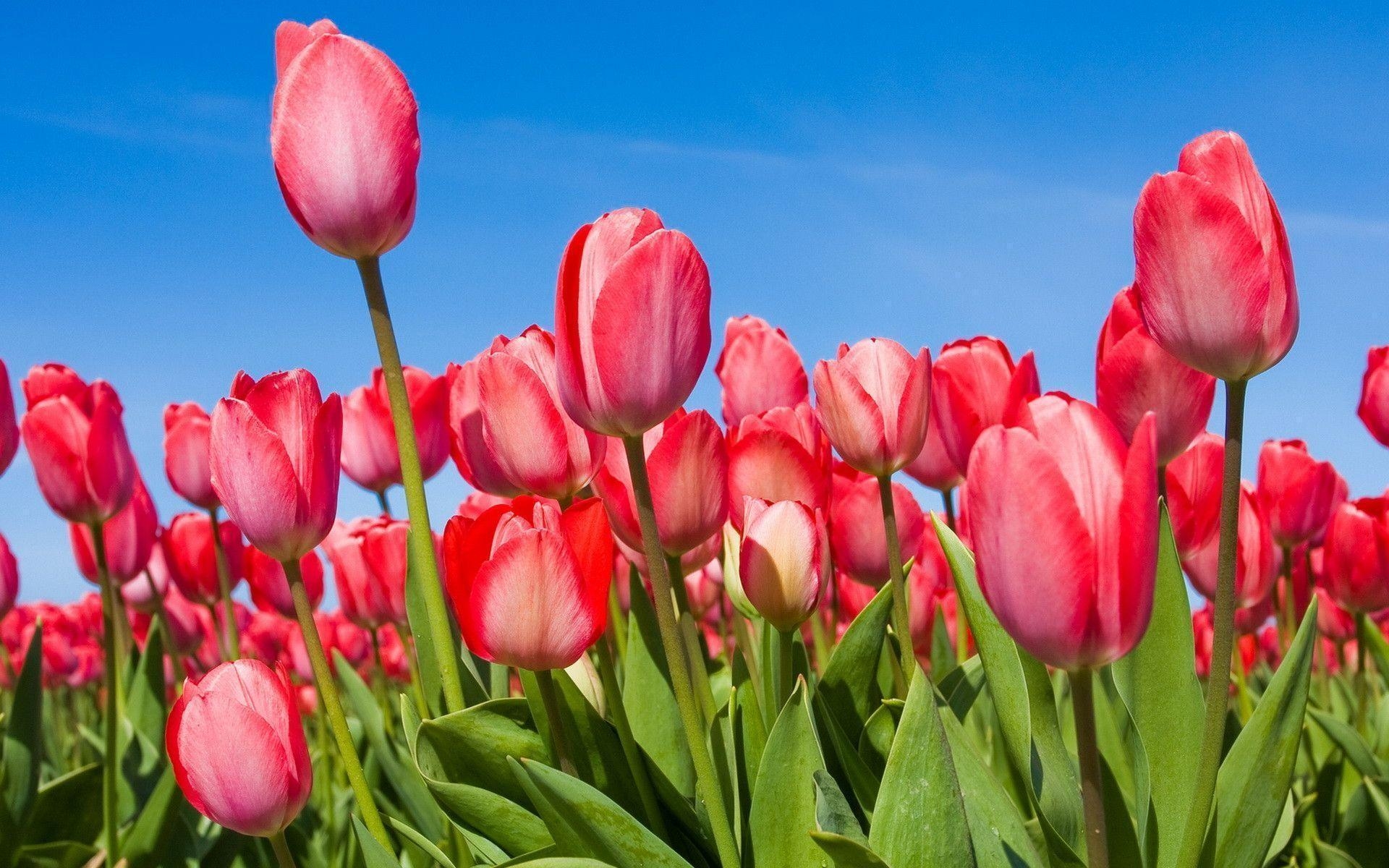 1920x1200 Flowers For > Pink Tulip Flower Wallpaper, Desktop