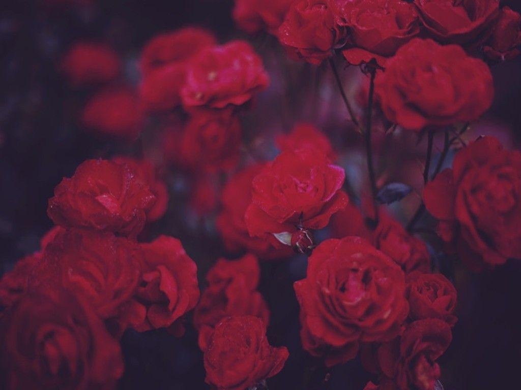 1030x770 Grunge Rose Aesthetic Desktop Wallpaper Free Grunge Rose, Desktop