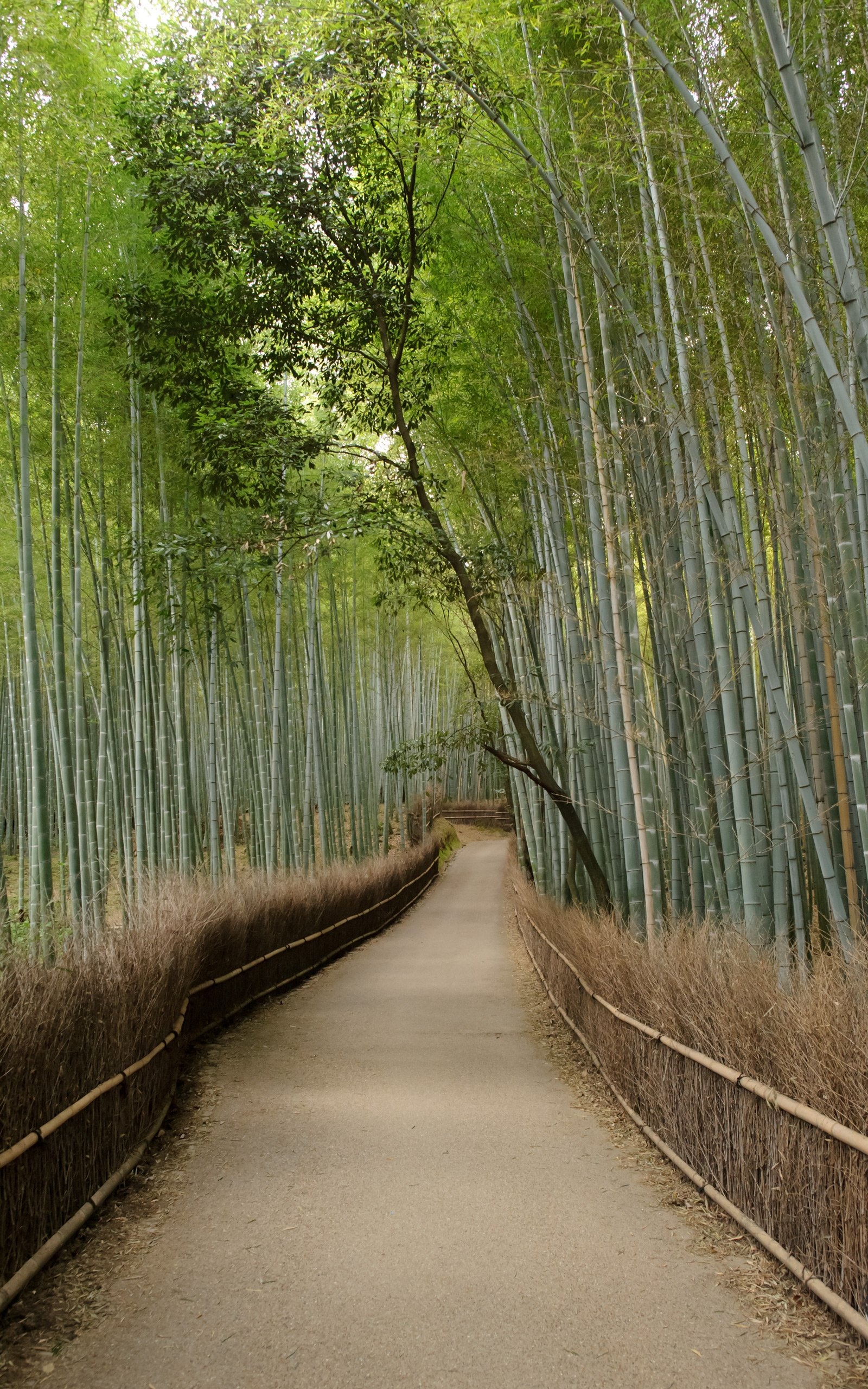 1600x2560 Jeffrey Friedl's Blog Mike Bennett's Last Day in Kyoto: Arashiyama, Phone